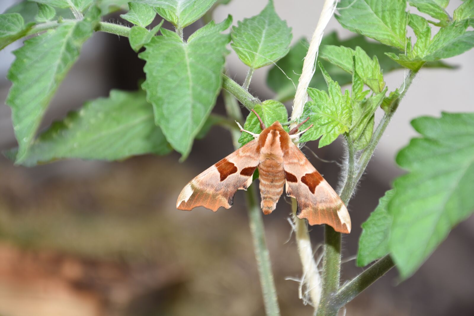 Nikon D7200 sample photo. Butterfly, owls, insect photography