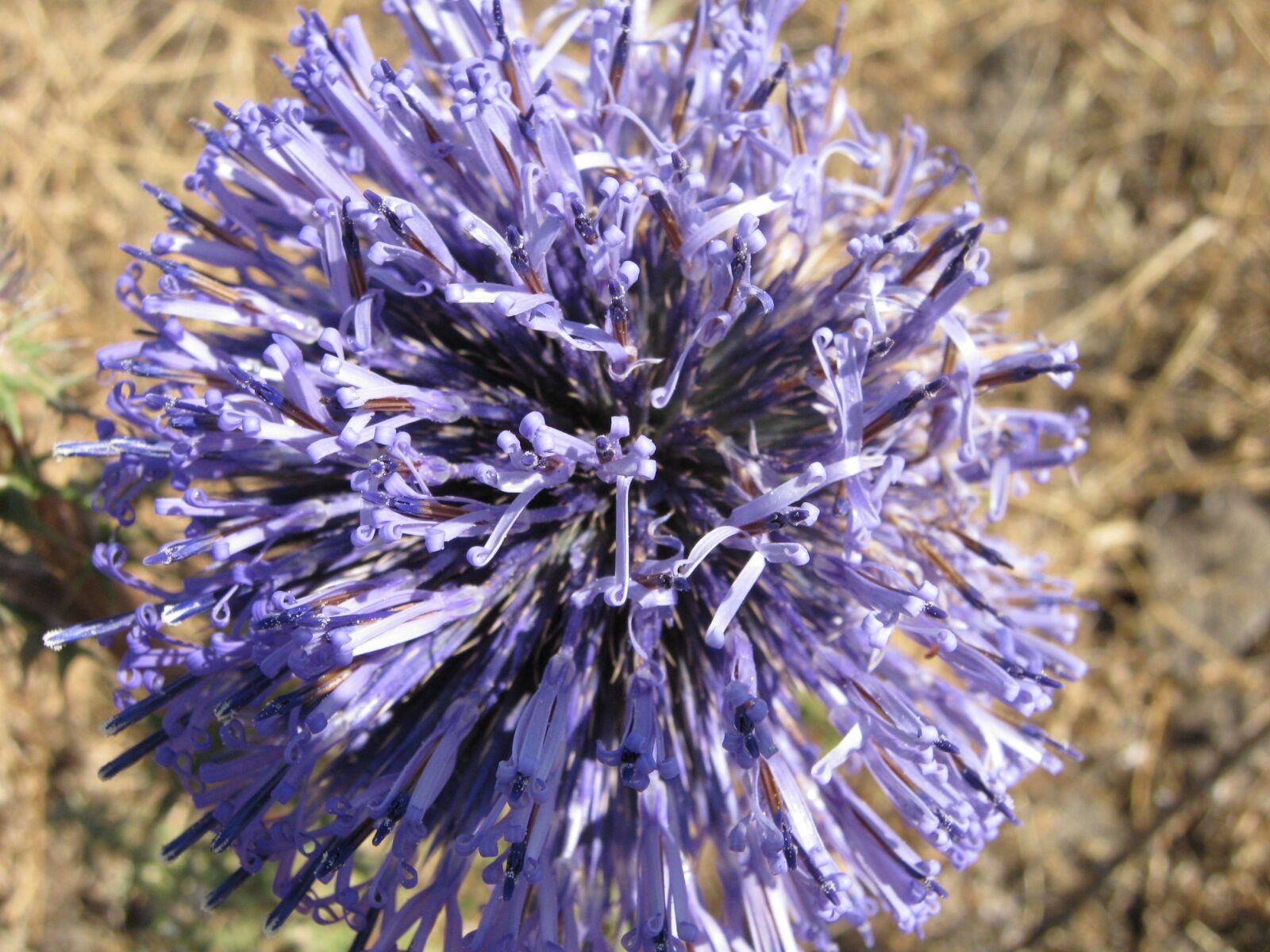 Canon PowerShot A480 sample photo. Purple, nature, day photography