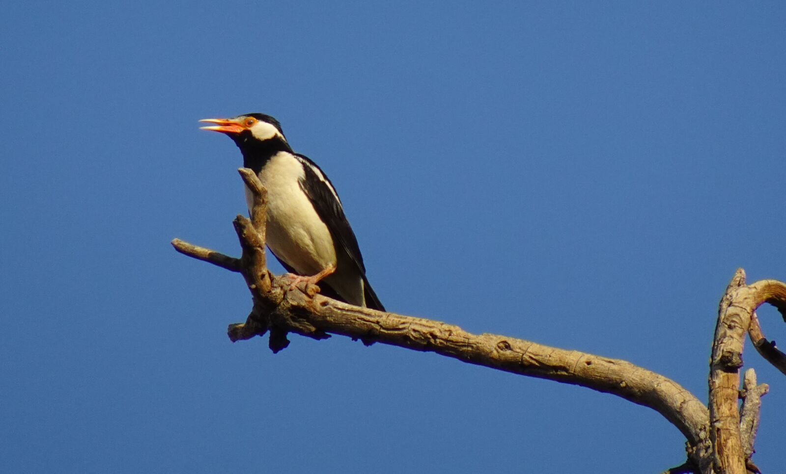 Sony DSC-WX800 sample photo. Bird, pied myna, starling photography