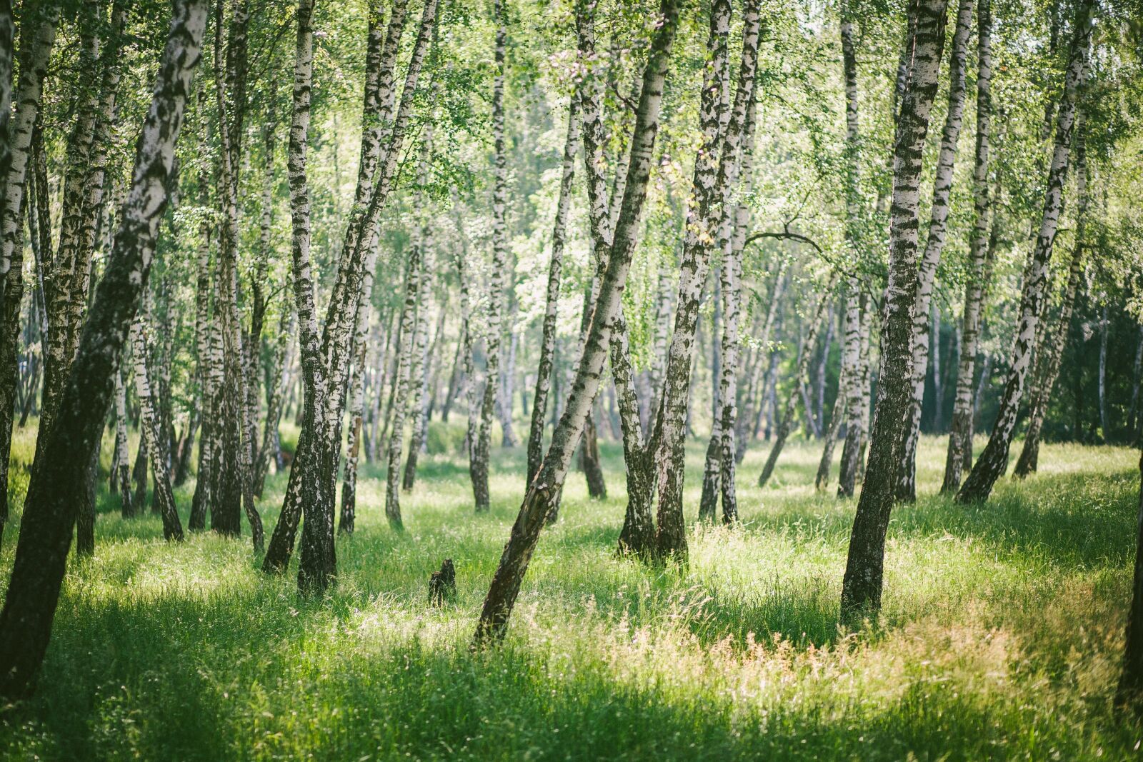 Canon EOS 5D + Canon EF 85mm F1.8 USM sample photo. Forest, birch, nature photography
