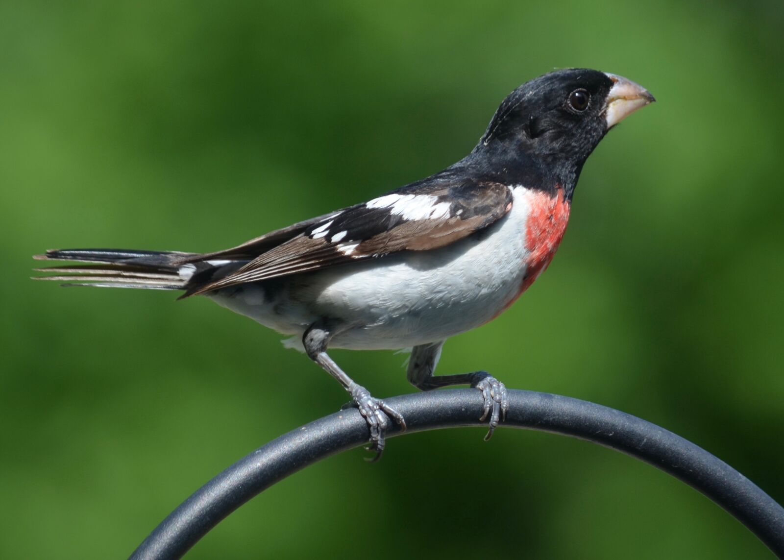 Nikon D5100 sample photo. Rose breasted grosbeak, bird photography