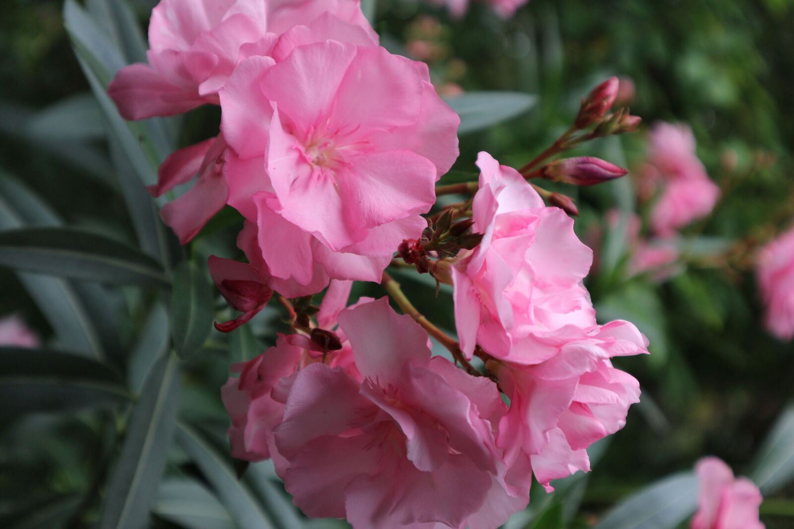 Canon EOS M10 sample photo. Oleander, bush, blossom photography