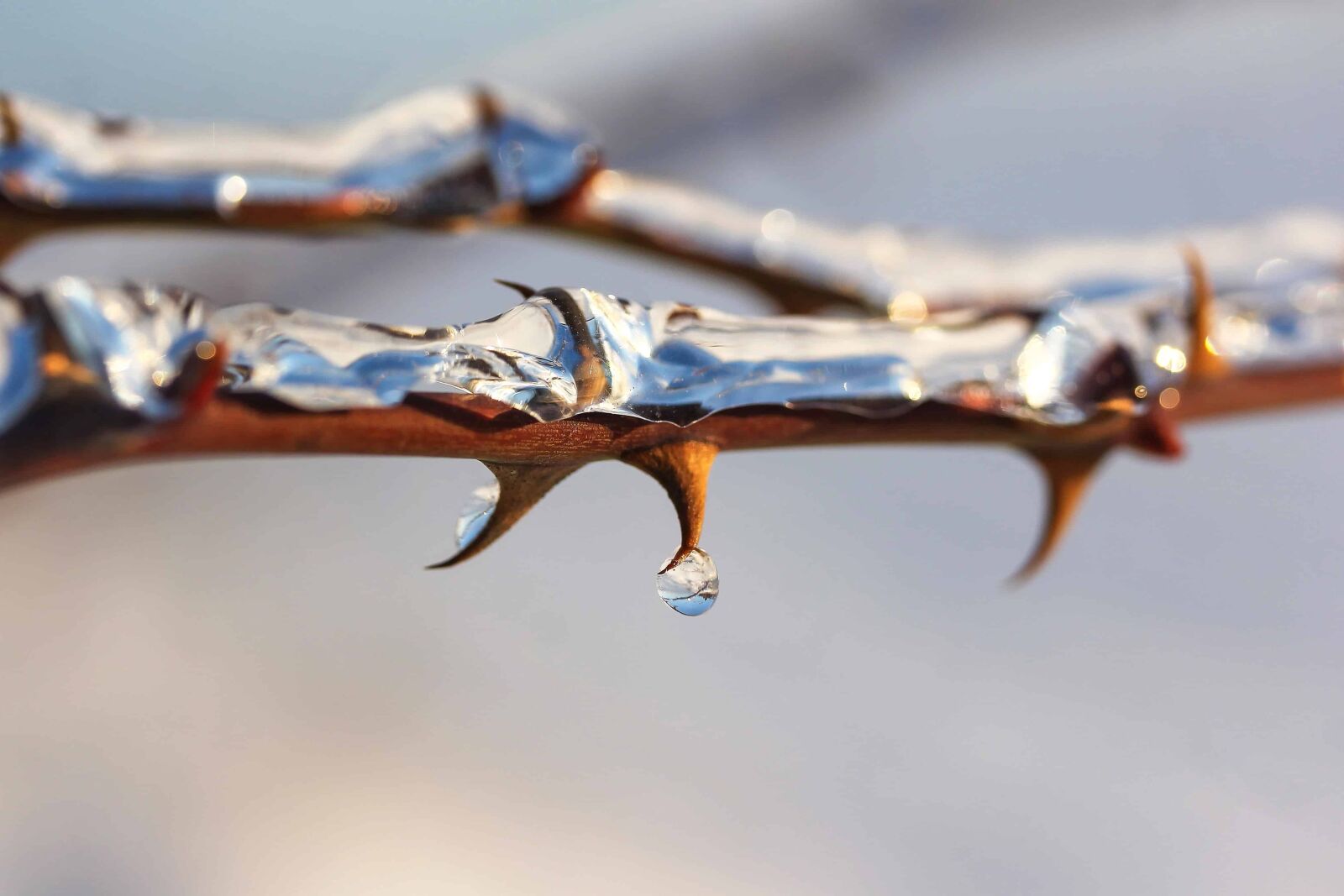 Canon EOS 1100D (EOS Rebel T3 / EOS Kiss X50) sample photo. Tree, thorn, droplet, water photography