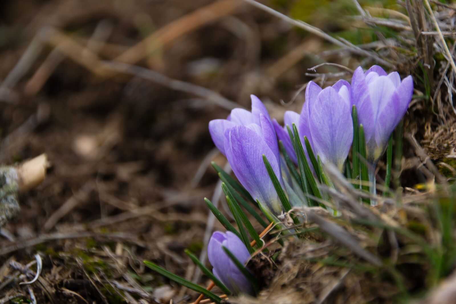 Nikon D3100 sample photo. Flowers, detail, forest photography