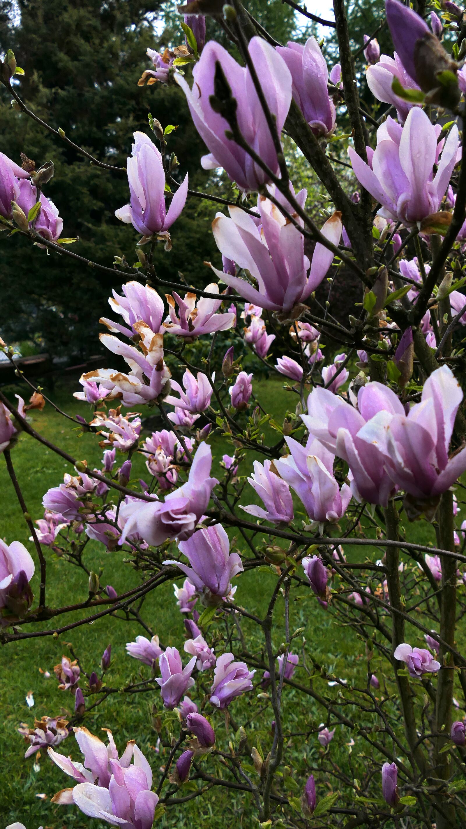 Panasonic Lumix DMC-FZ1000 sample photo. Magnolia, spring, flowering photography