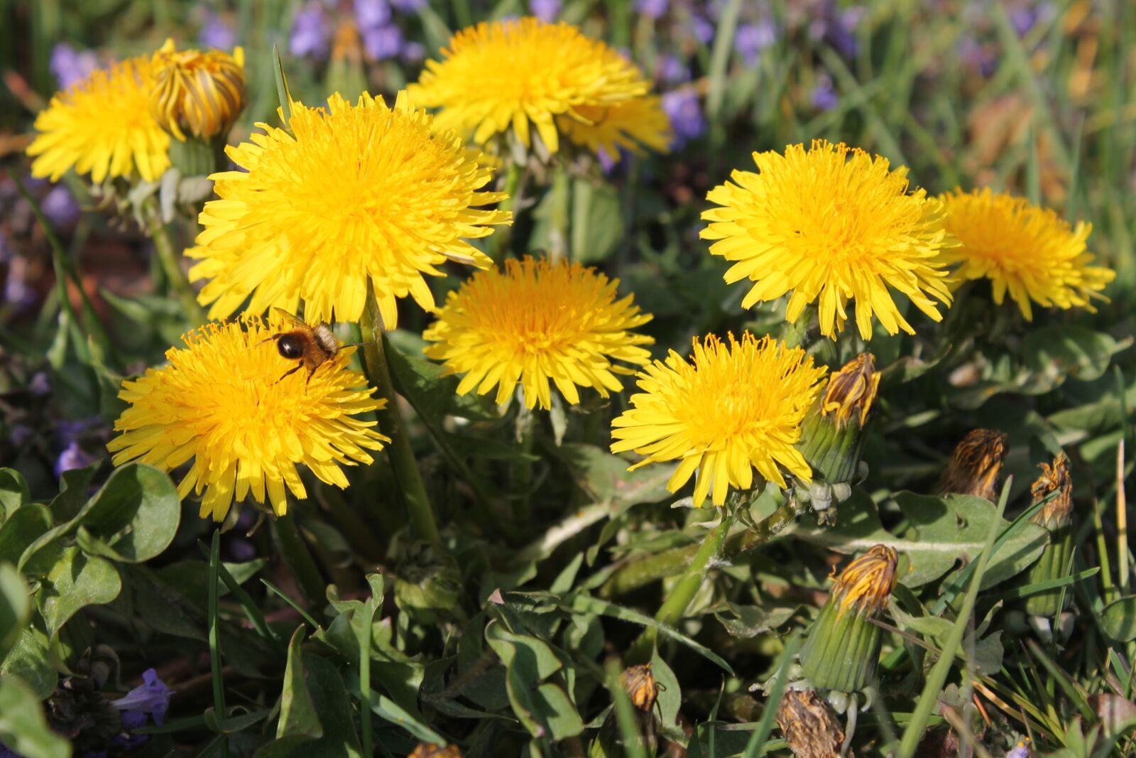 Canon EOS 1100D (EOS Rebel T3 / EOS Kiss X50) sample photo. Dandelions, flowers, dandelion photography