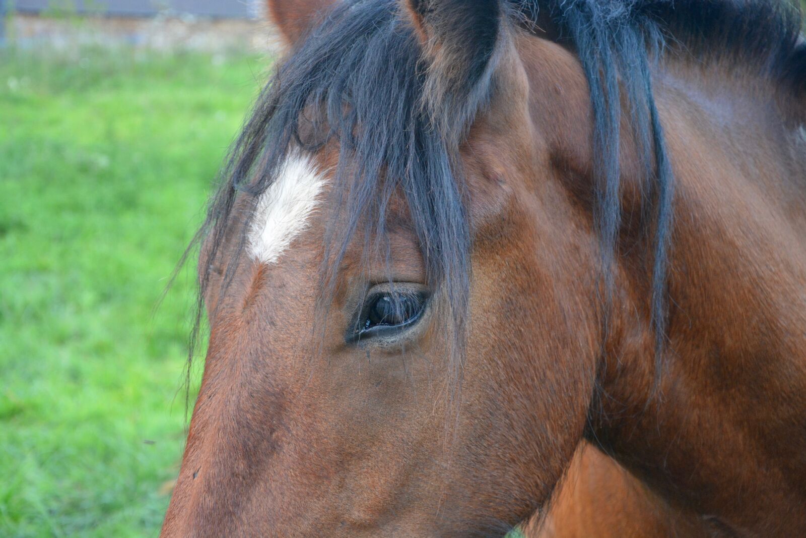 Nikon D5200 sample photo. Horse, horse eye, spikes photography