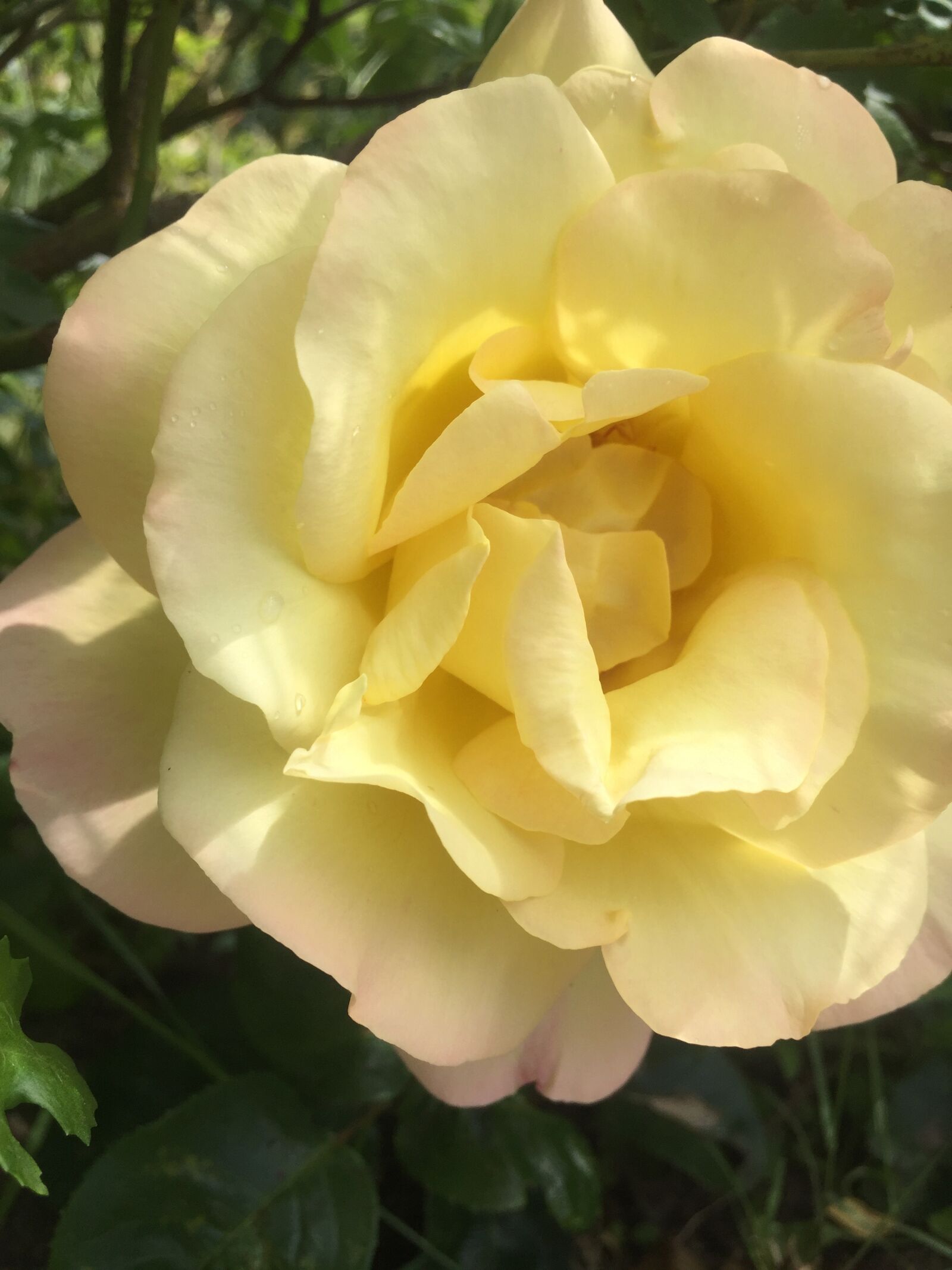 iPhone 6 back camera 4.15mm f/2.2 sample photo. Rose, nature, garden photography