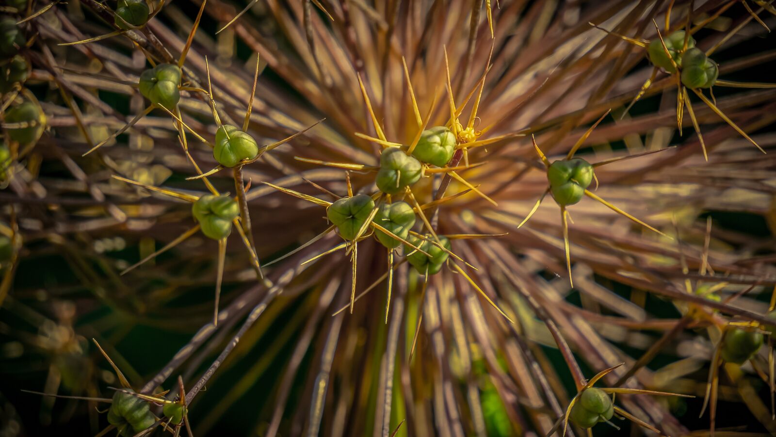 Sony E 55-210mm F4.5-6.3 OSS sample photo. Leek greenhouse, ornamental onion photography