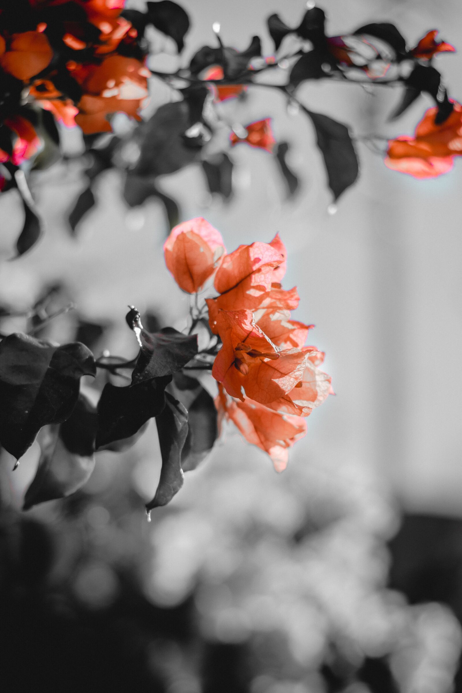 Nikon D3400 sample photo. Flower, orange, rose photography