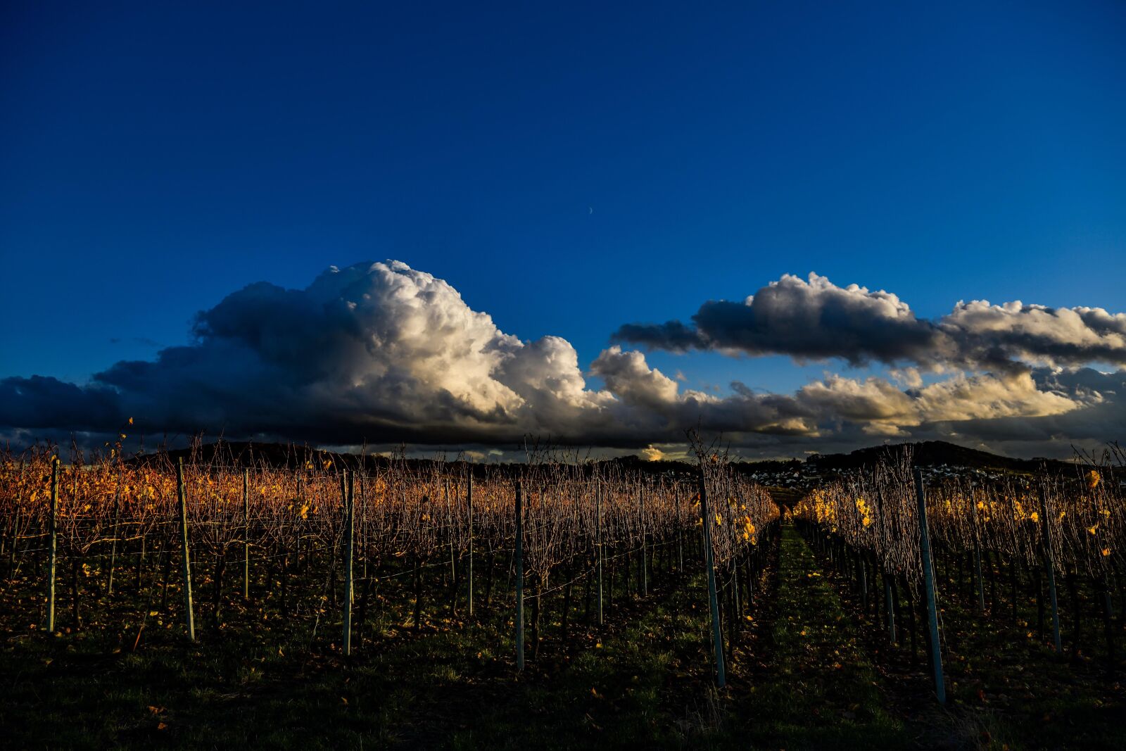 Nikon D850 sample photo. Autumn, vineyard, landscape photography