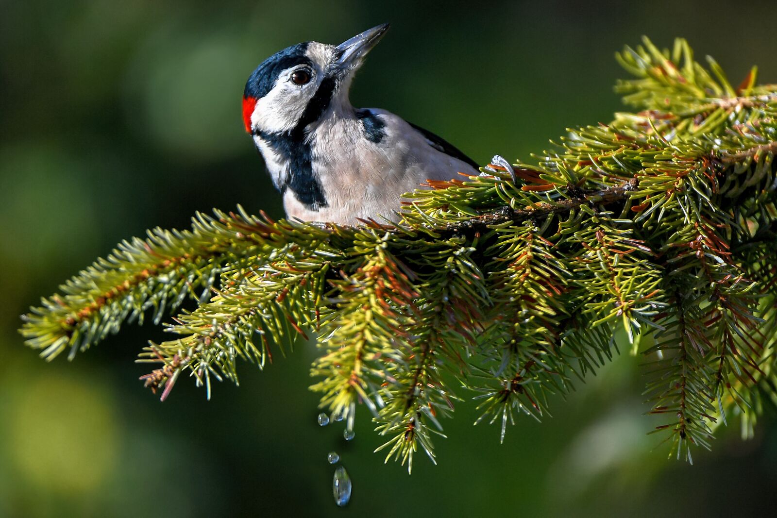 Nikon D5 sample photo. Woodpecker, red, more photography