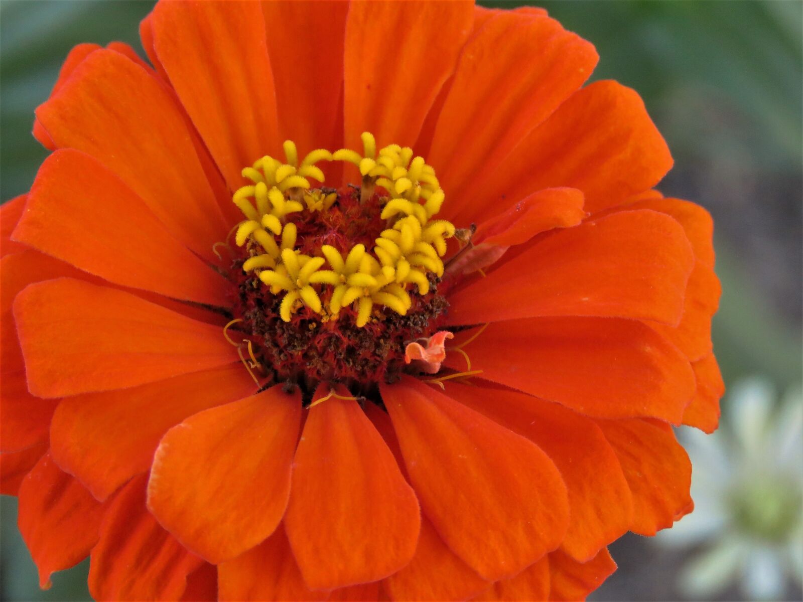 Canon PowerShot SX60 HS sample photo. Flower, orange, rust photography