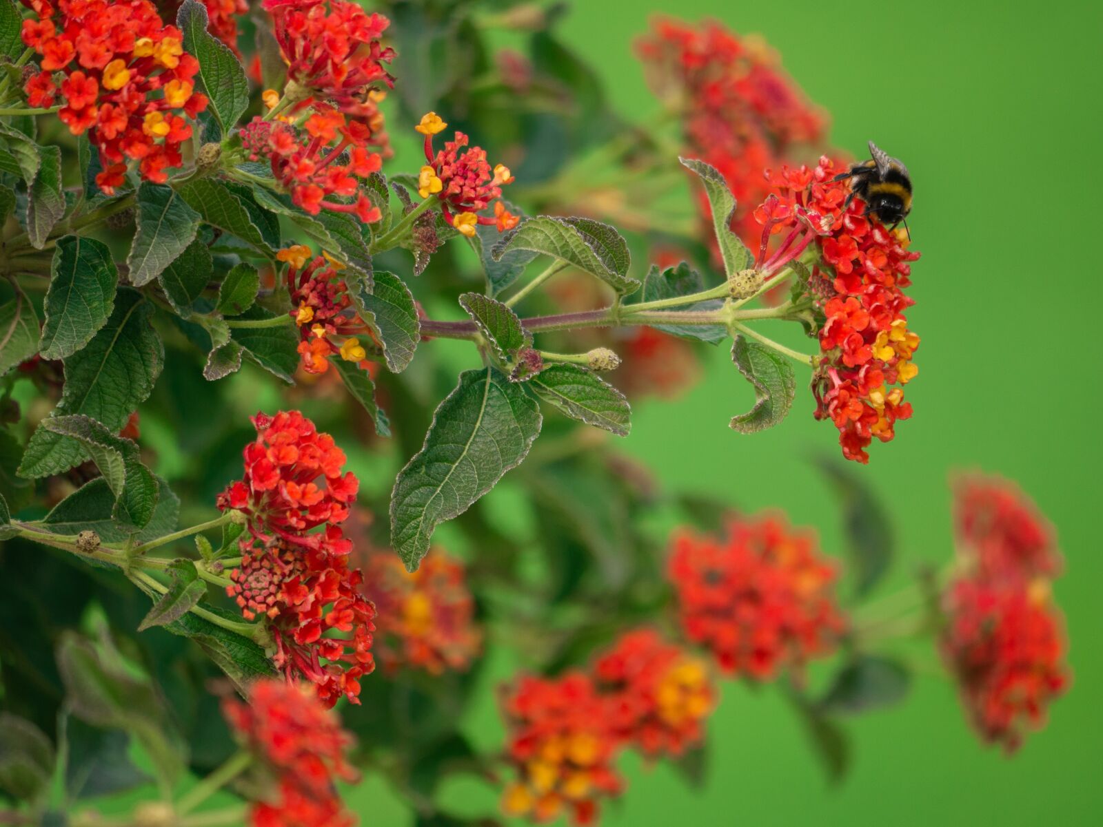 LUMIX G VARIO 100-300/F4.0-5.6II sample photo. Flower, flowers, bush photography