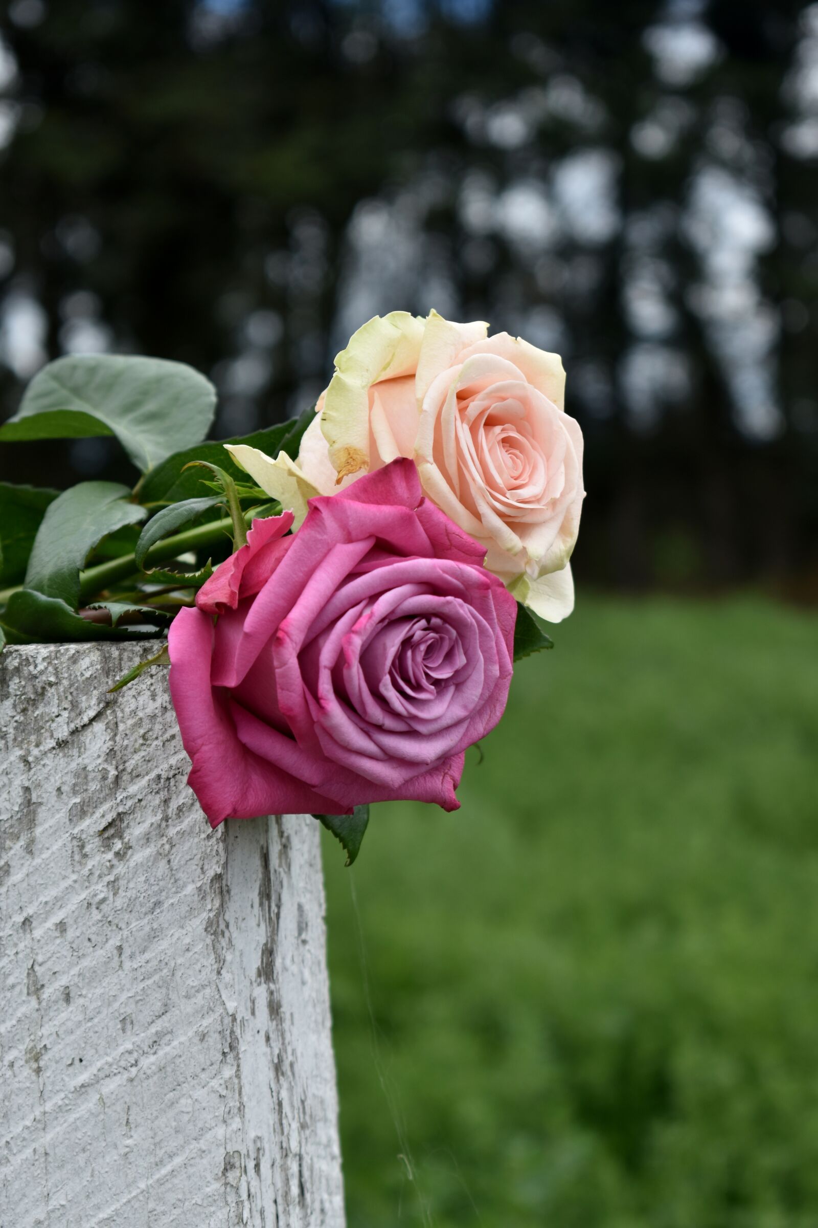 Nikon D3500 sample photo. Rose, purple, flower photography