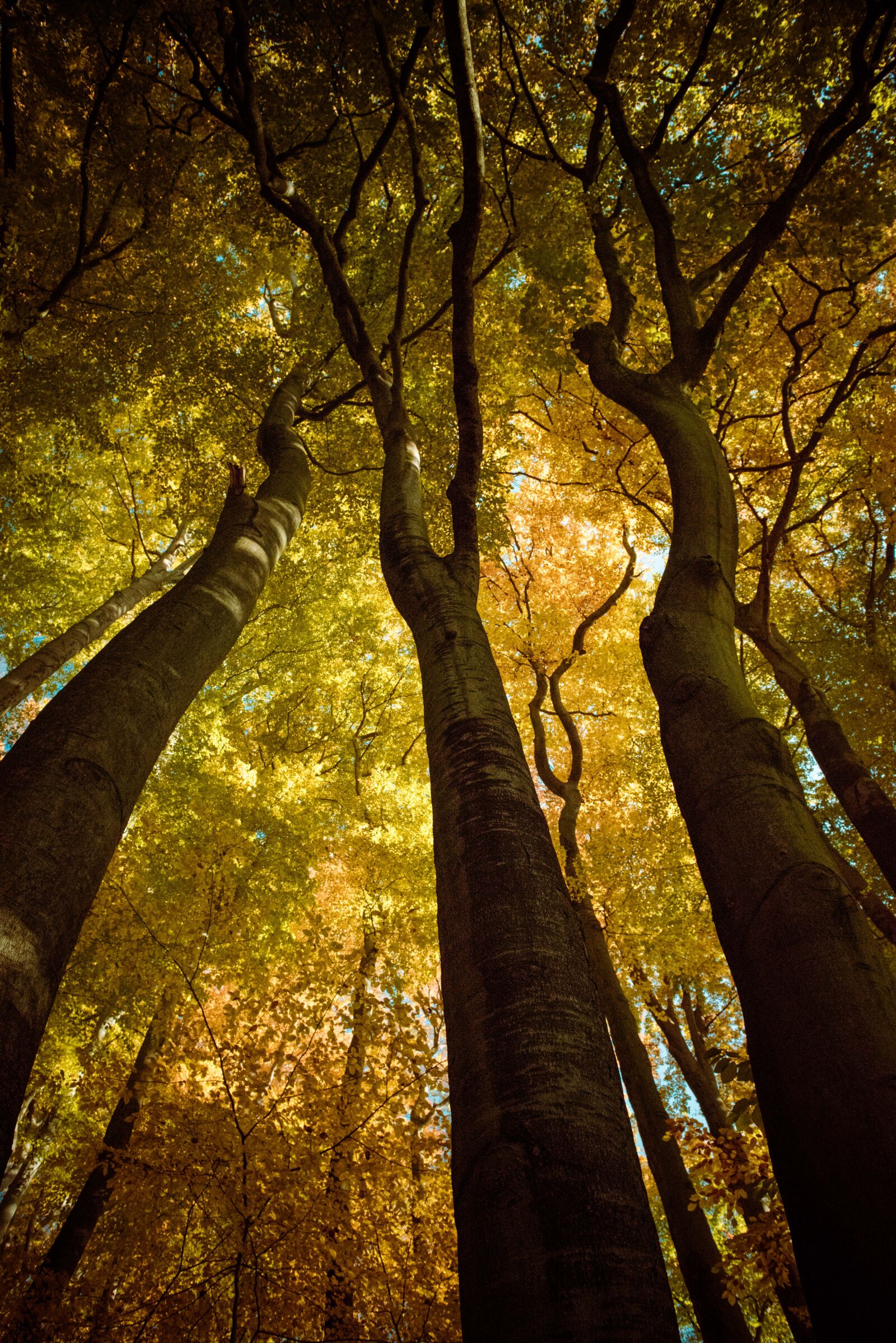 Nikon AF-S Nikkor 24-70mm F2.8G ED sample photo. Autumn, autumn, leaves, autumn photography