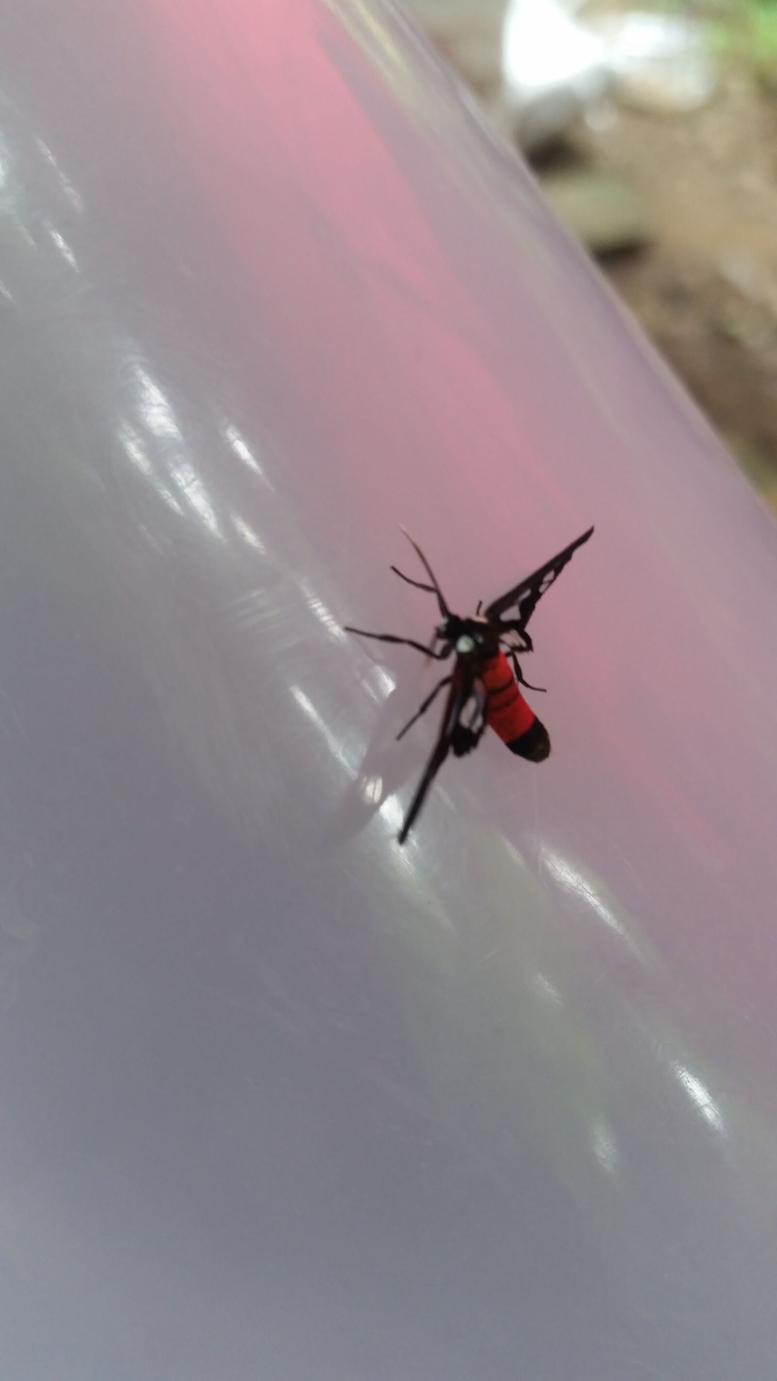 Samsung Galaxy S5 sample photo. Insect, insects, animals photography
