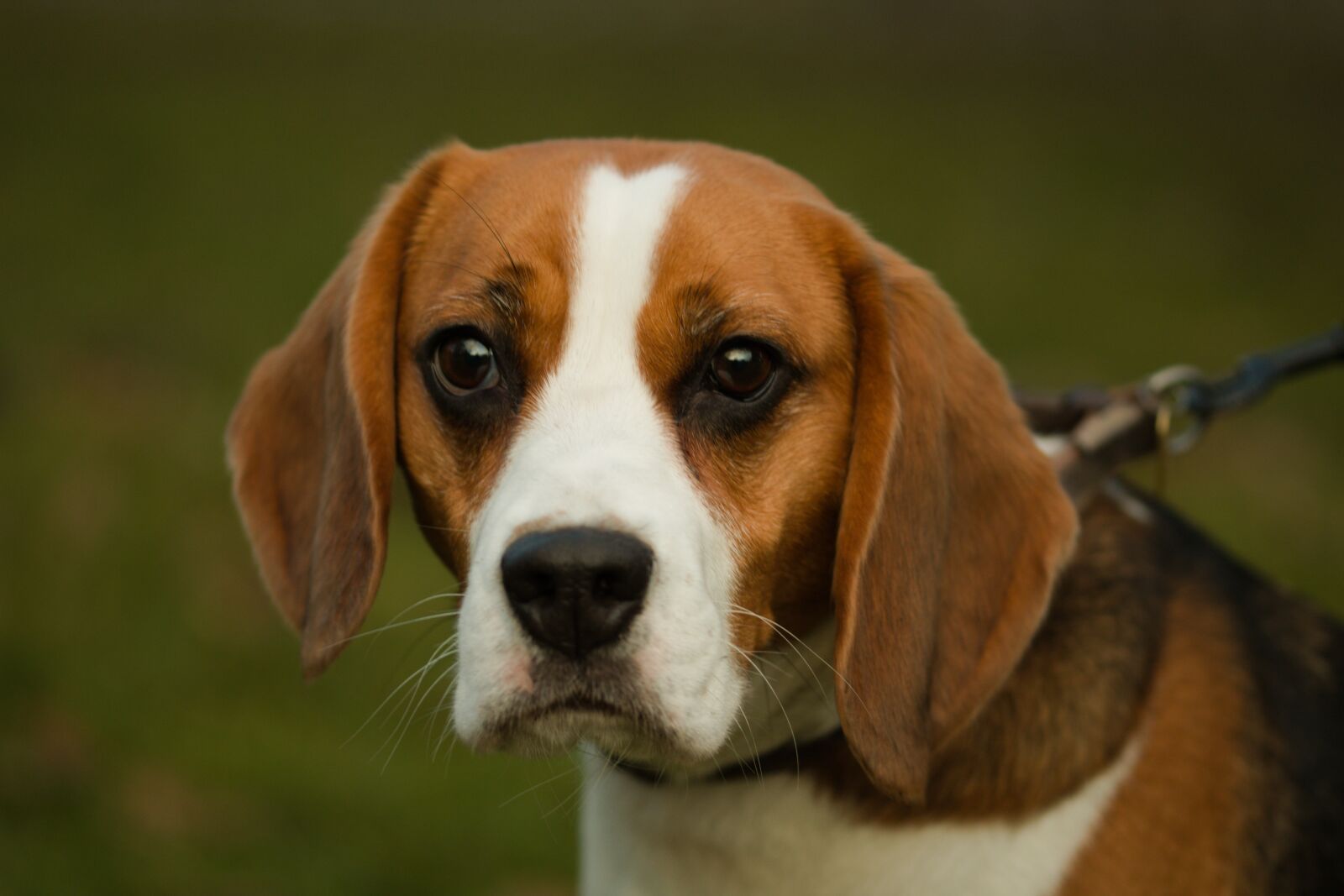 Canon EOS 2000D (EOS Rebel T7 / EOS Kiss X90 / EOS 1500D) sample photo. Dog, young, pet photography