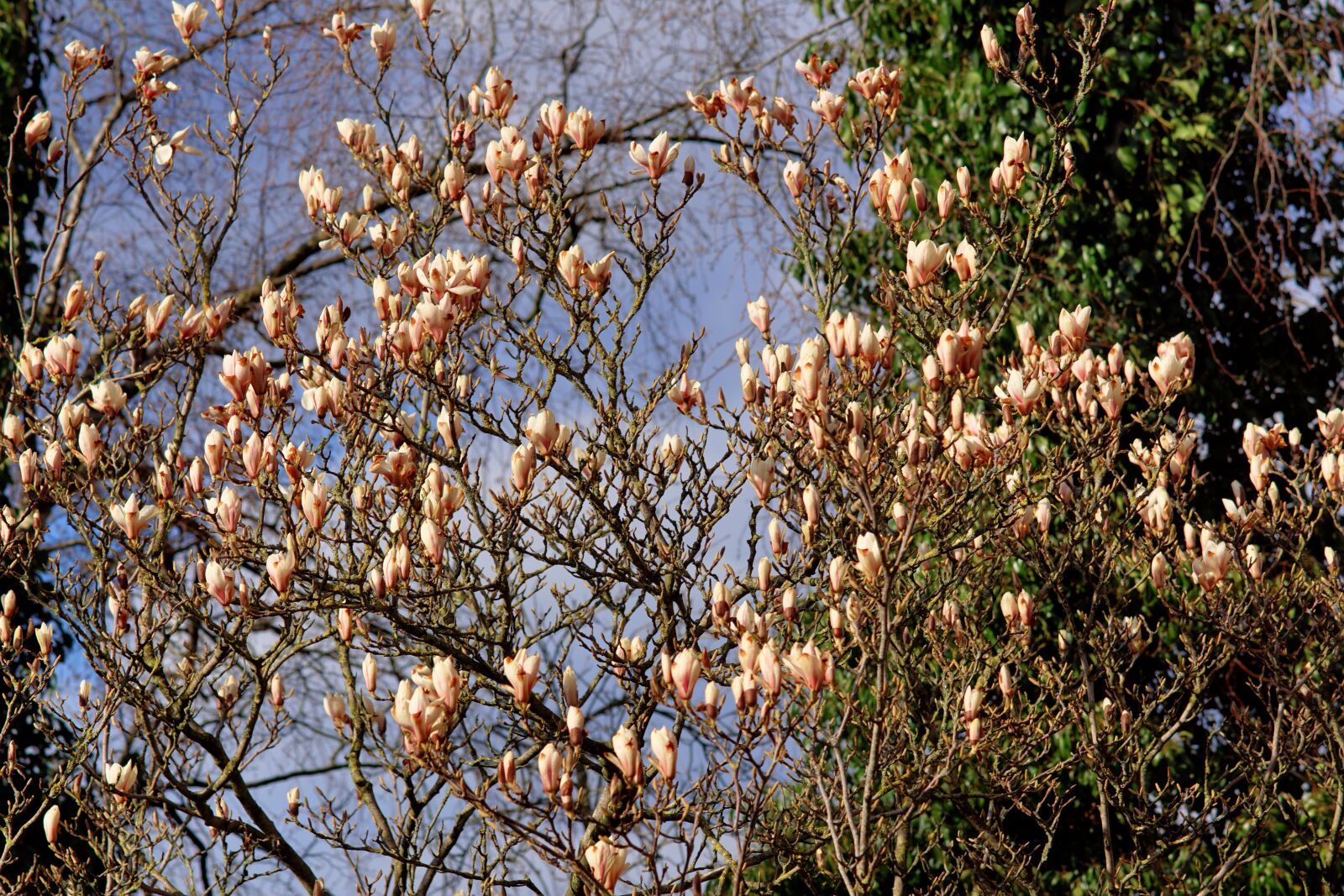 Minolta AF 80-200mm F2.8 HS-APO G sample photo. Tulip tree, spring, flowers photography