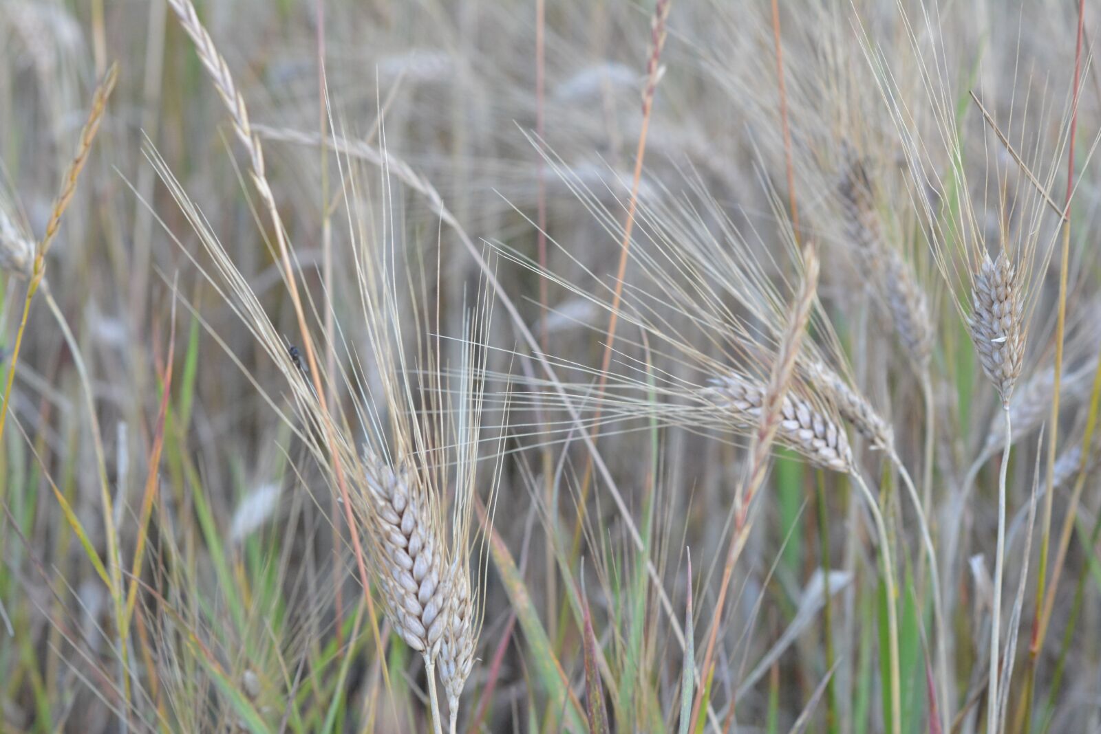Nikon D5200 sample photo. Corn, barley, collections photography