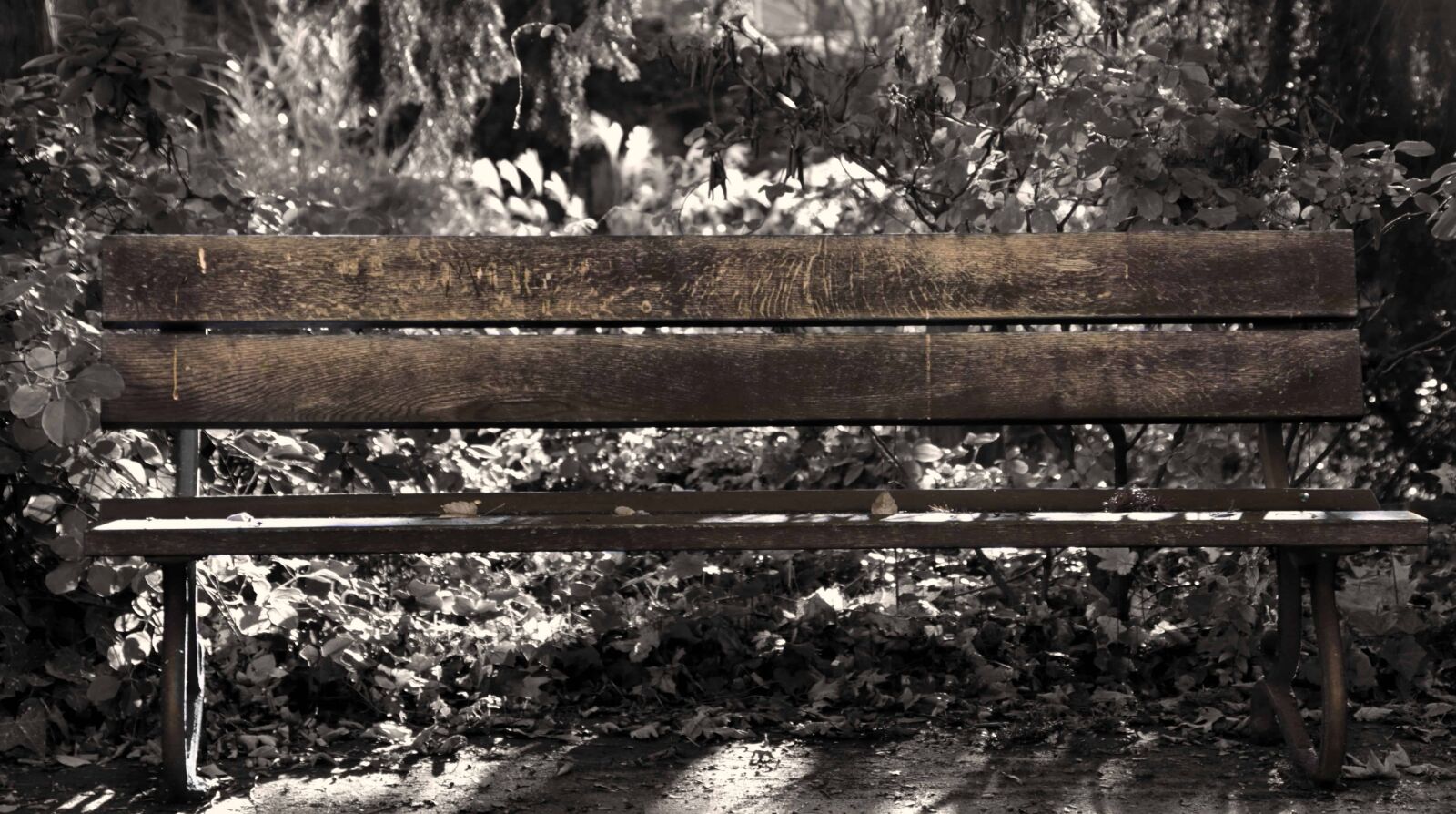 Canon EOS 80D sample photo. Bench, furniture, outdoor, tree photography