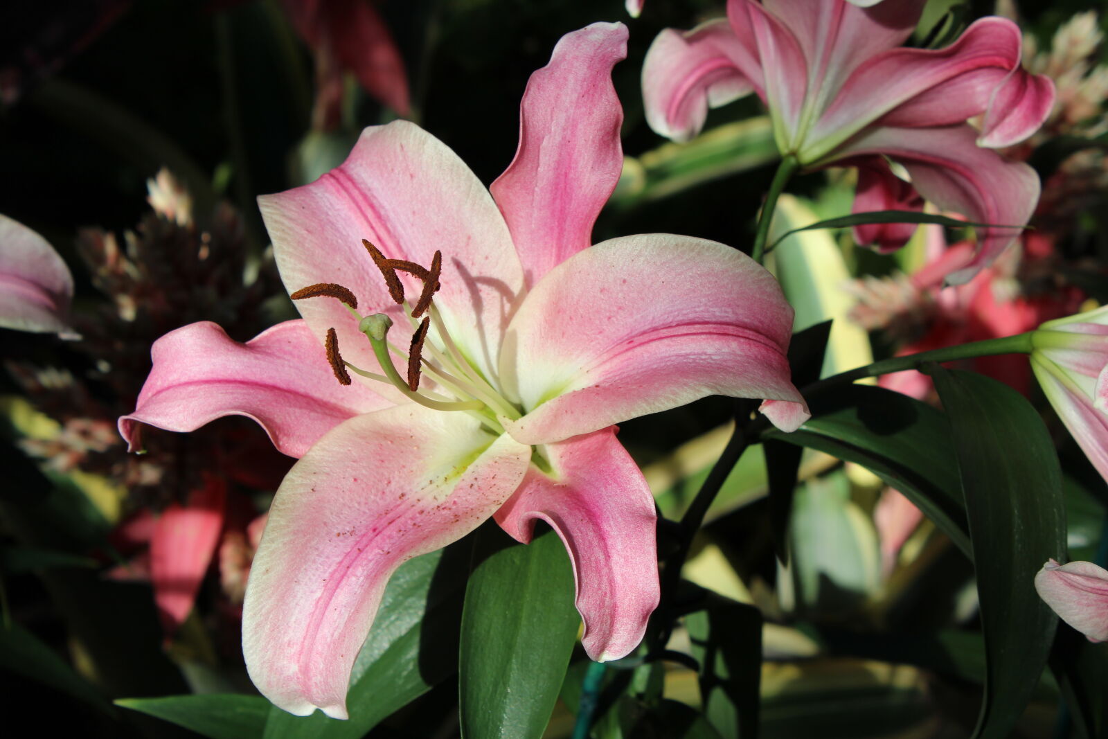 Canon EOS 1200D (EOS Rebel T5 / EOS Kiss X70 / EOS Hi) sample photo. Flower, nature, pink, plant photography