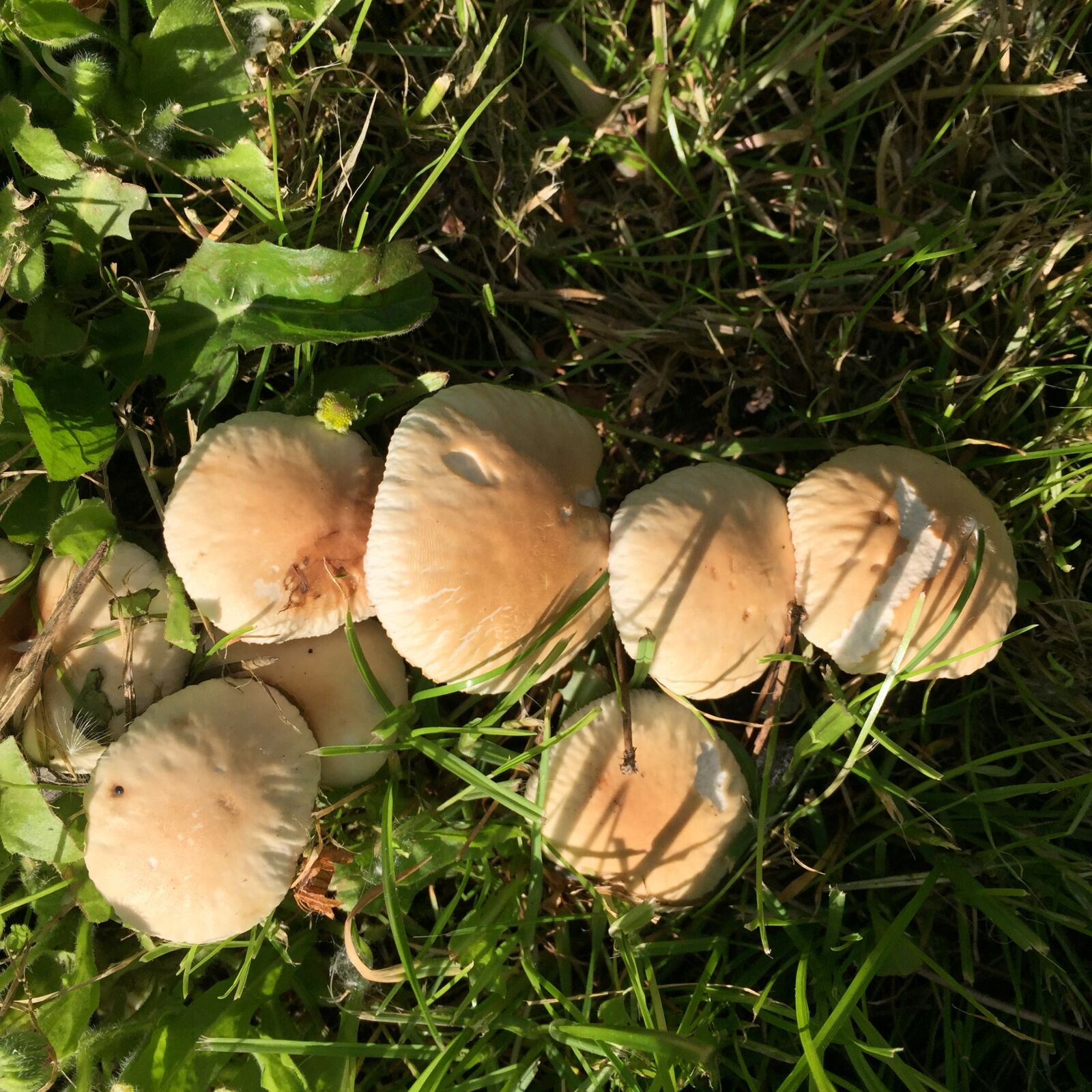 iPhone 6 back camera 4.15mm f/2.2 sample photo. Mushroom, mushrooms, nature photography