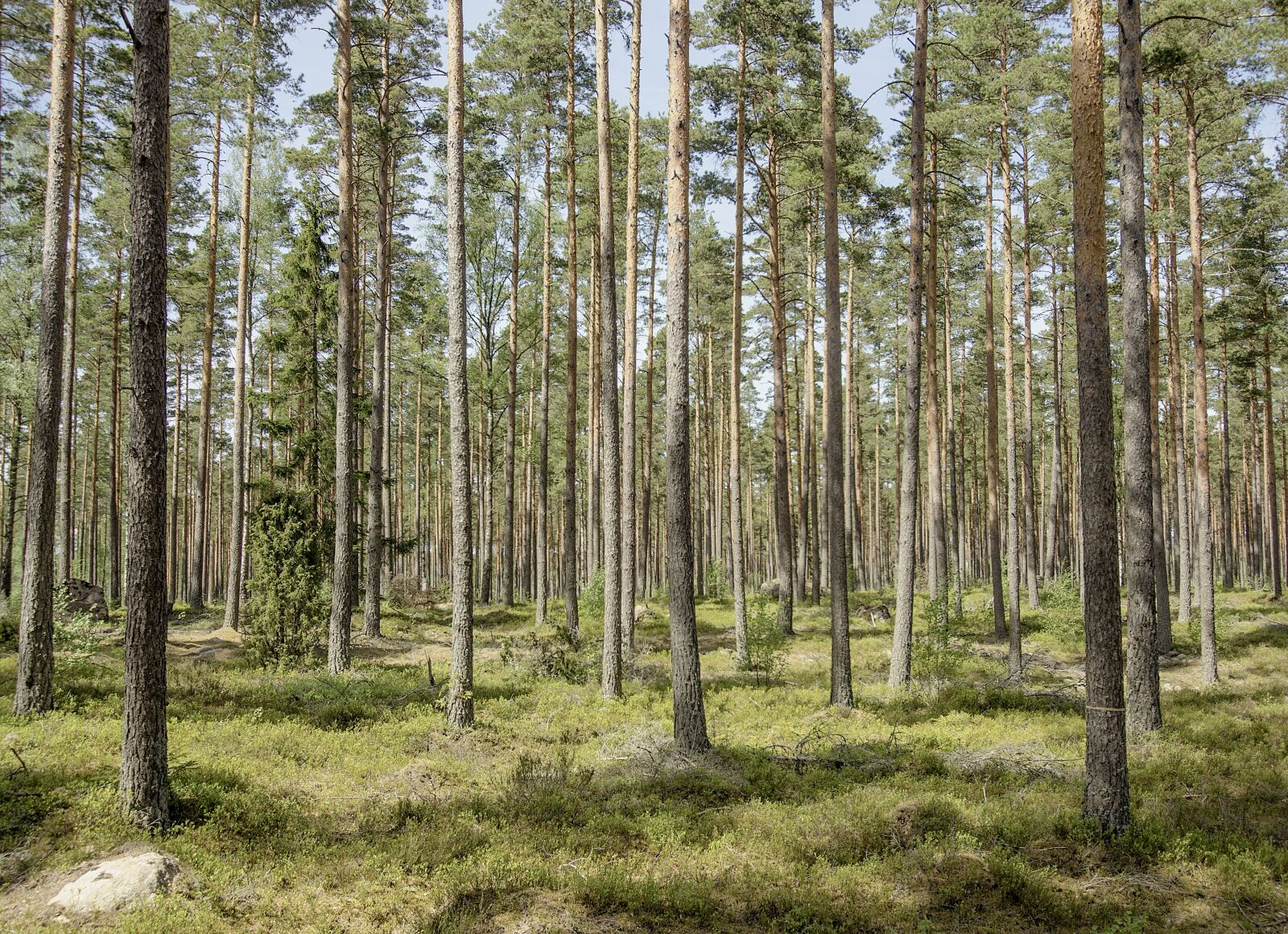 Nikon D7000 sample photo. Forest, pine, nature photography
