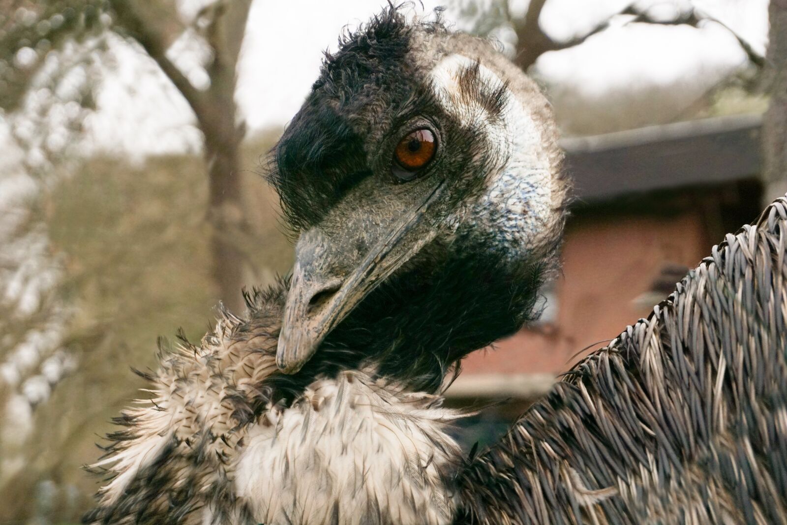Sony a6000 sample photo. Ostrich, bird, bouquet photography