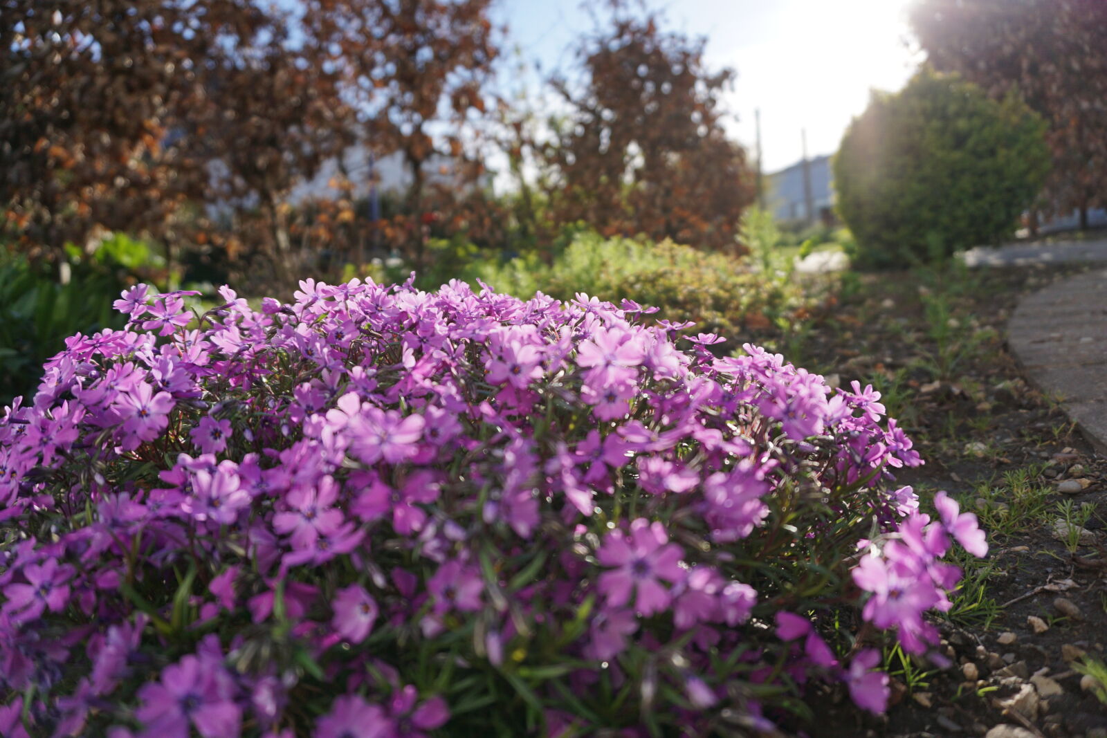 Sony E 16-50mm F3.5-5.6 PZ OSS sample photo. Evening, evening, sun, flower photography