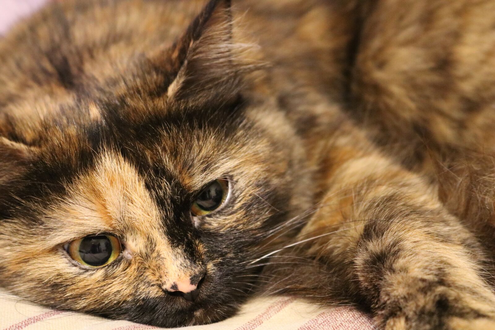 Canon EOS 750D (EOS Rebel T6i / EOS Kiss X8i) sample photo. Cat, pets, view photography