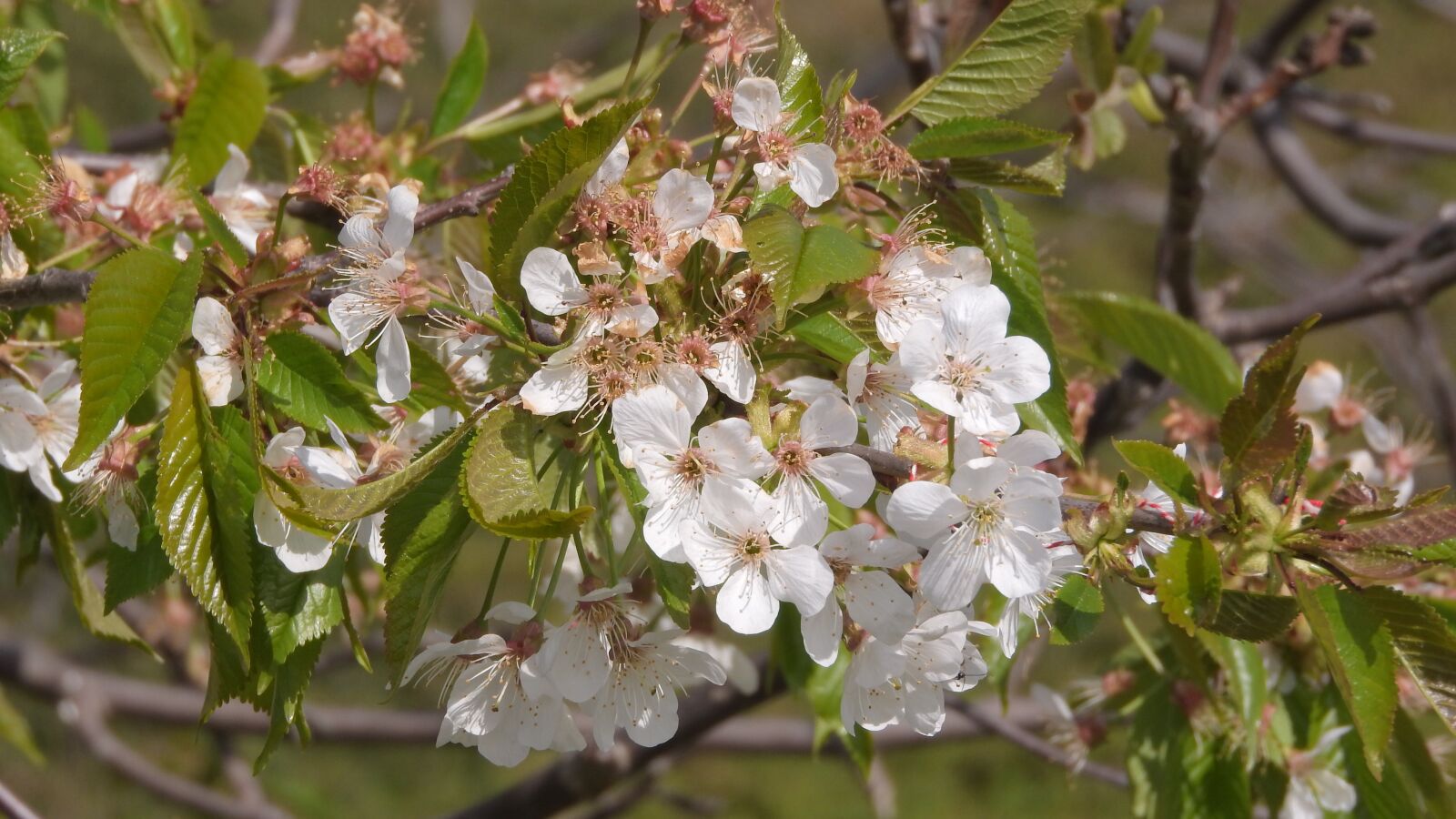 Nikon Coolpix P610 sample photo. Cherry, flowering cherry, flowers photography