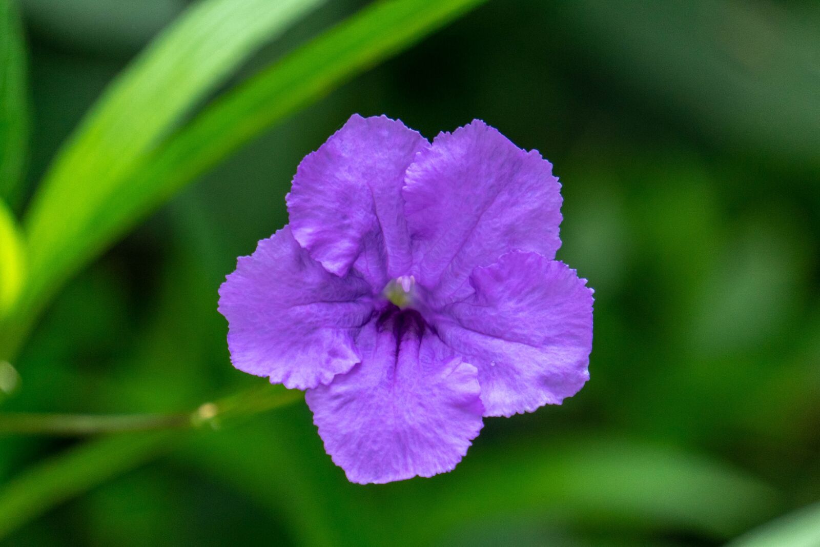 Sony a7 II + Sony E 55-210mm F4.5-6.3 OSS sample photo. Flower, purple, garden photography
