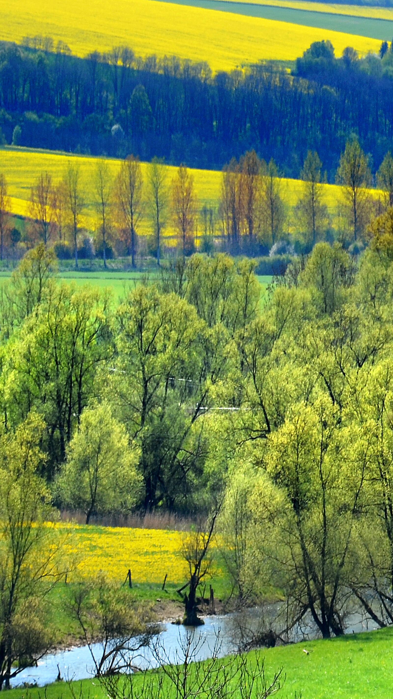 Nikon D5100 sample photo. Landscape, trees, rapeseed photography