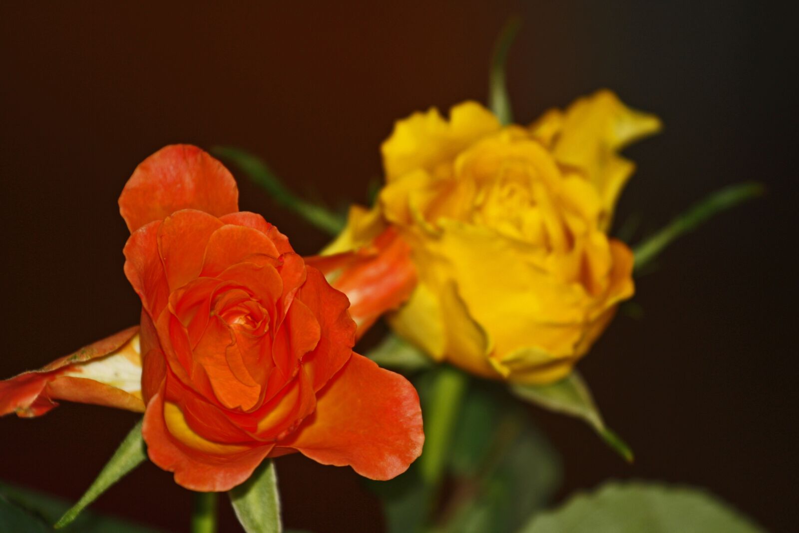 Canon EOS 1000D (EOS Digital Rebel XS / EOS Kiss F) sample photo. Roses, yellow, red photography