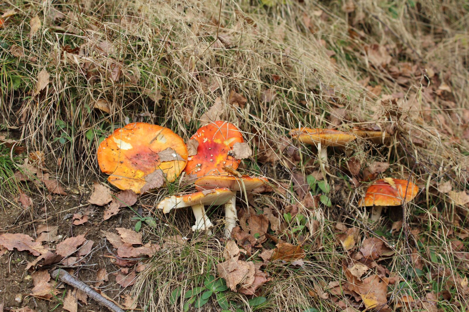 Canon EOS 1200D (EOS Rebel T5 / EOS Kiss X70 / EOS Hi) sample photo. Mushrooms, forest, autumn photography