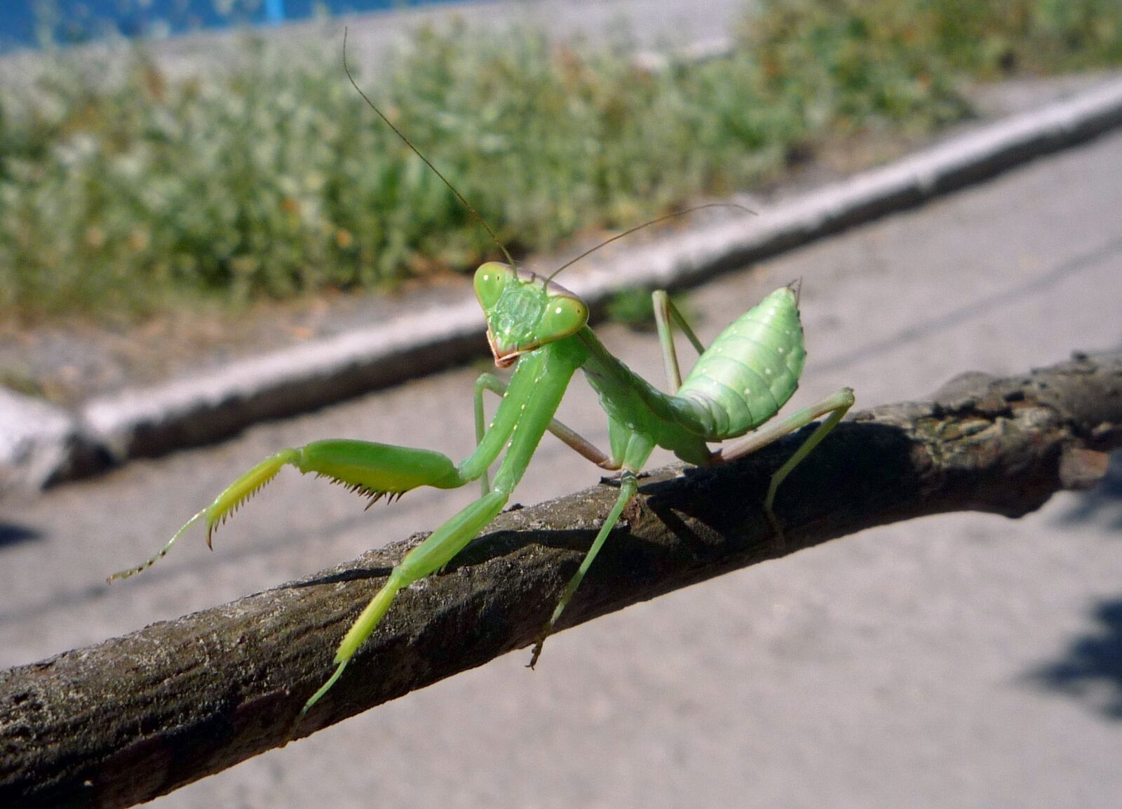 Panasonic DMC-LZ10 sample photo. Praying mantis, empusa, crimea photography