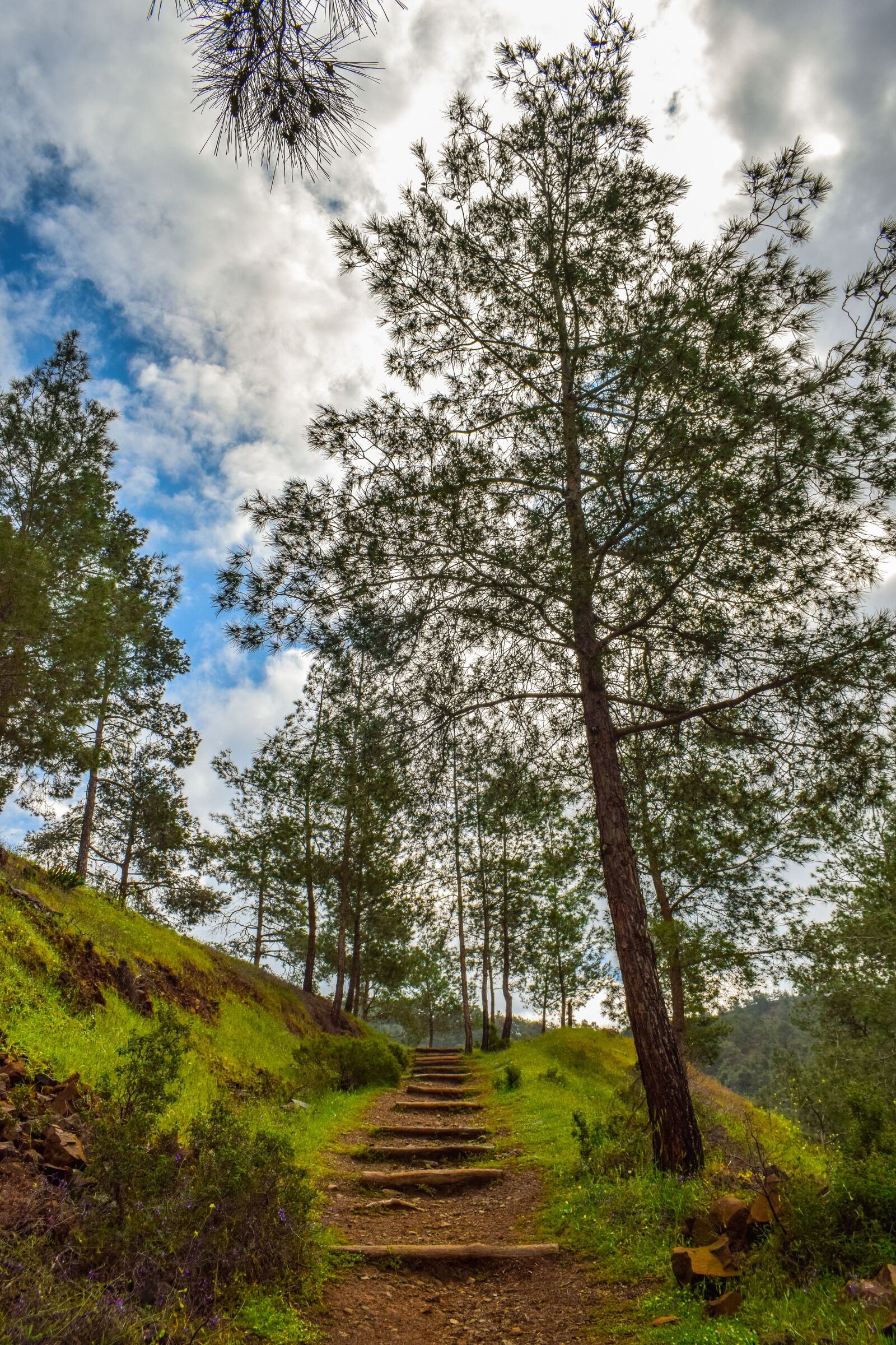 Nikon D3300 sample photo. Path, woods, forest photography