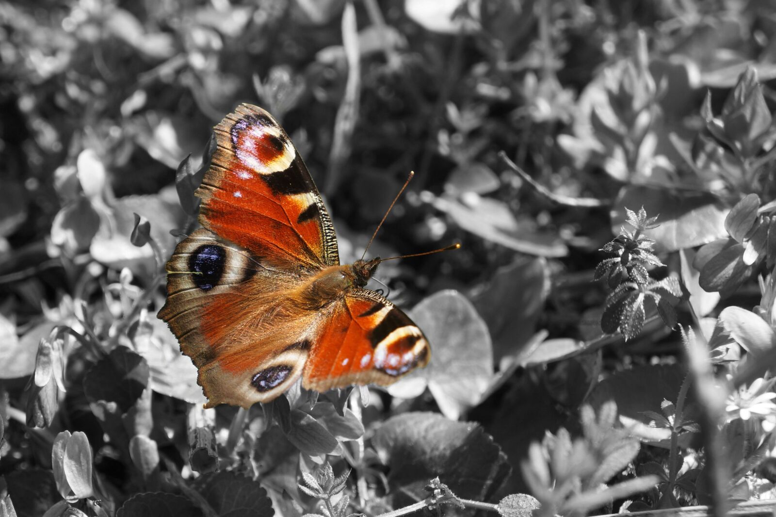 Sony Alpha NEX-5N sample photo. Nature, butterfly, flower photography
