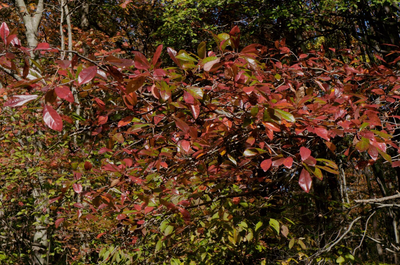 Sony Alpha NEX-5N + Sony E 18-55mm F3.5-5.6 OSS sample photo. Fall, leaves, autumn photography