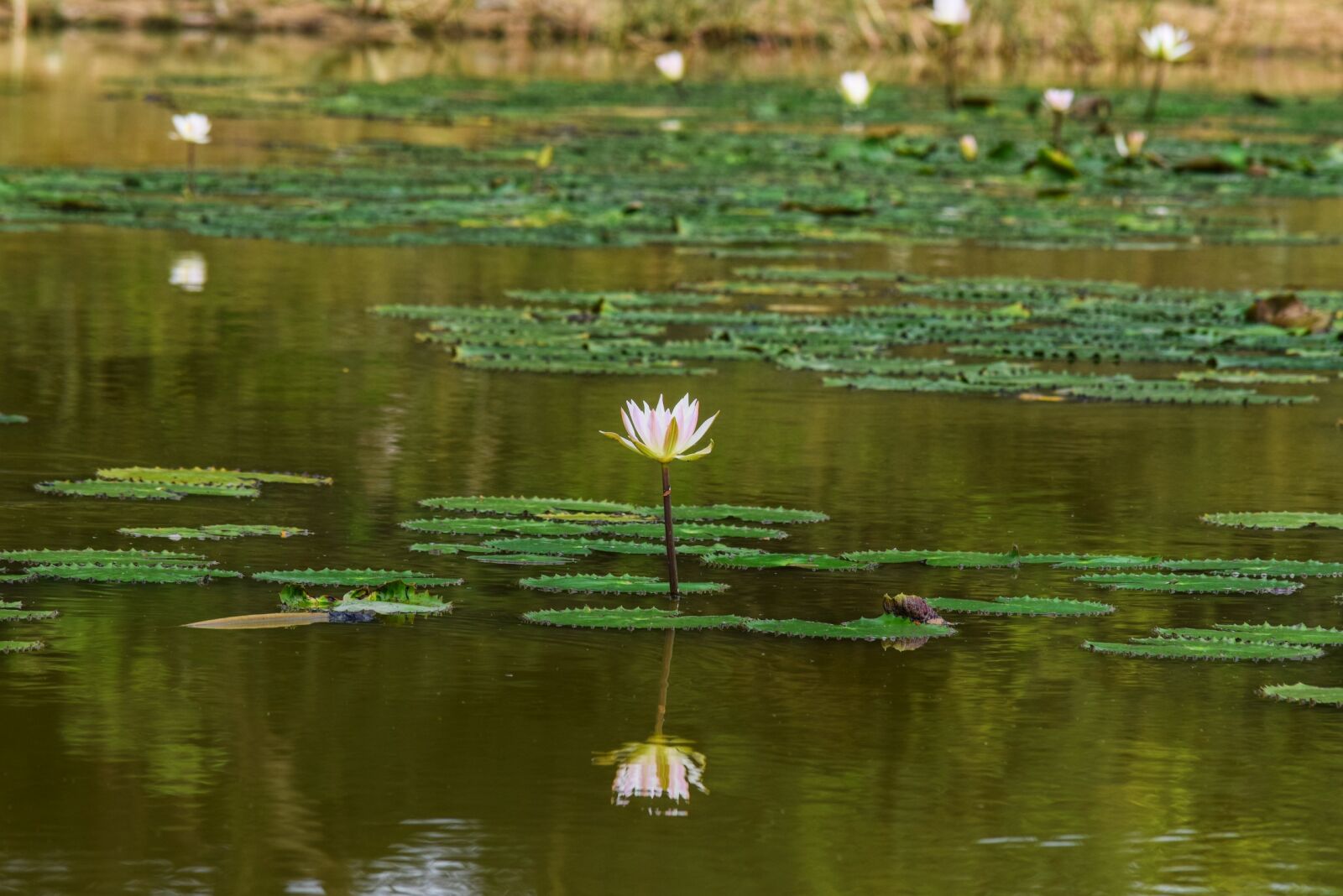 Nikon AF-S DX Nikkor 55-200mm F4-5.6G VR II sample photo. Flowers, india, lotus, waterlilly photography