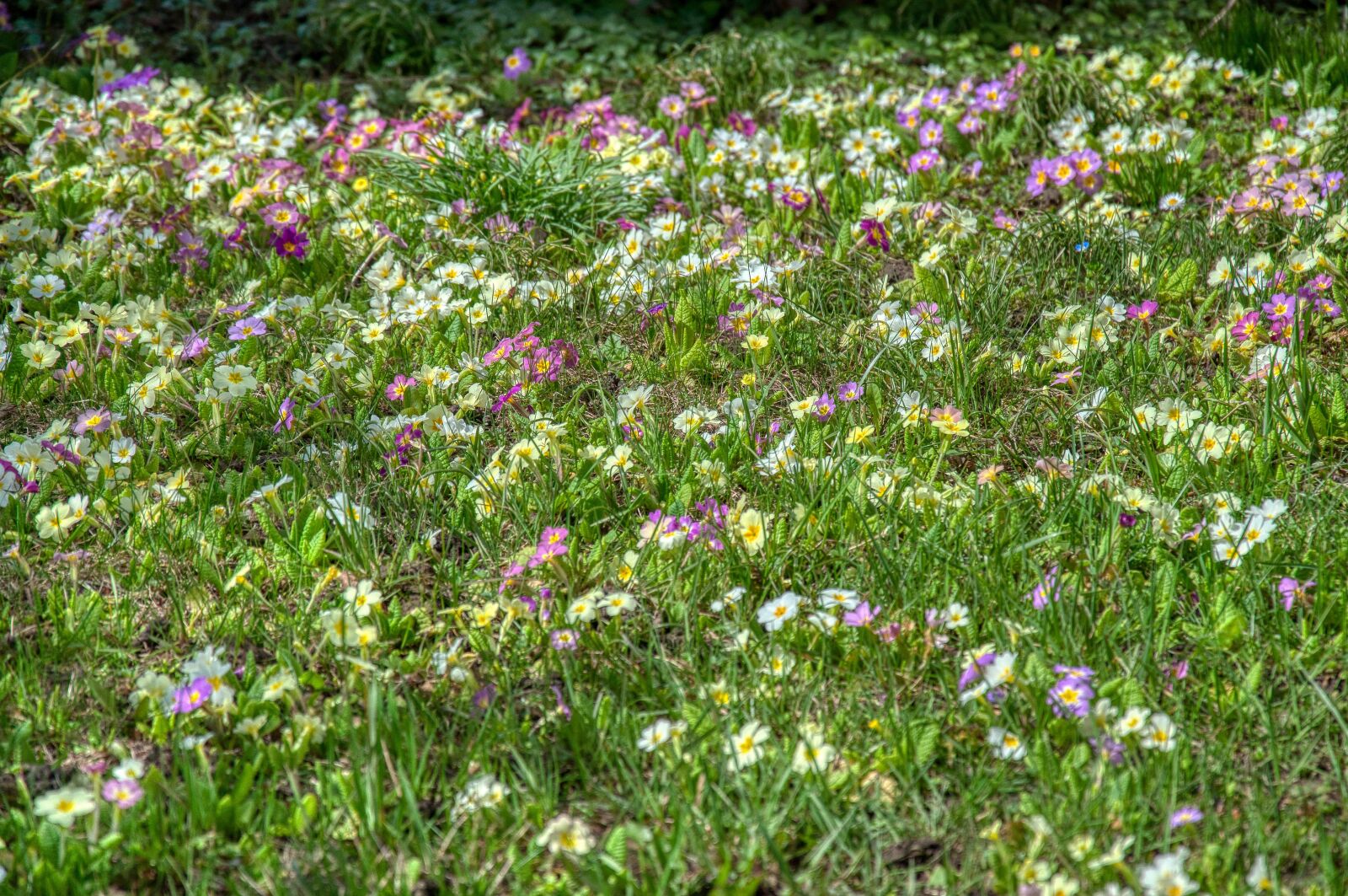 Nikon D5000 sample photo. Flower meadow, primroses, harbinger photography