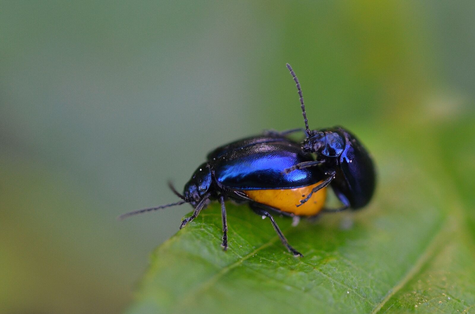 Nikon D7000 sample photo. Bugs, animal, bug photography