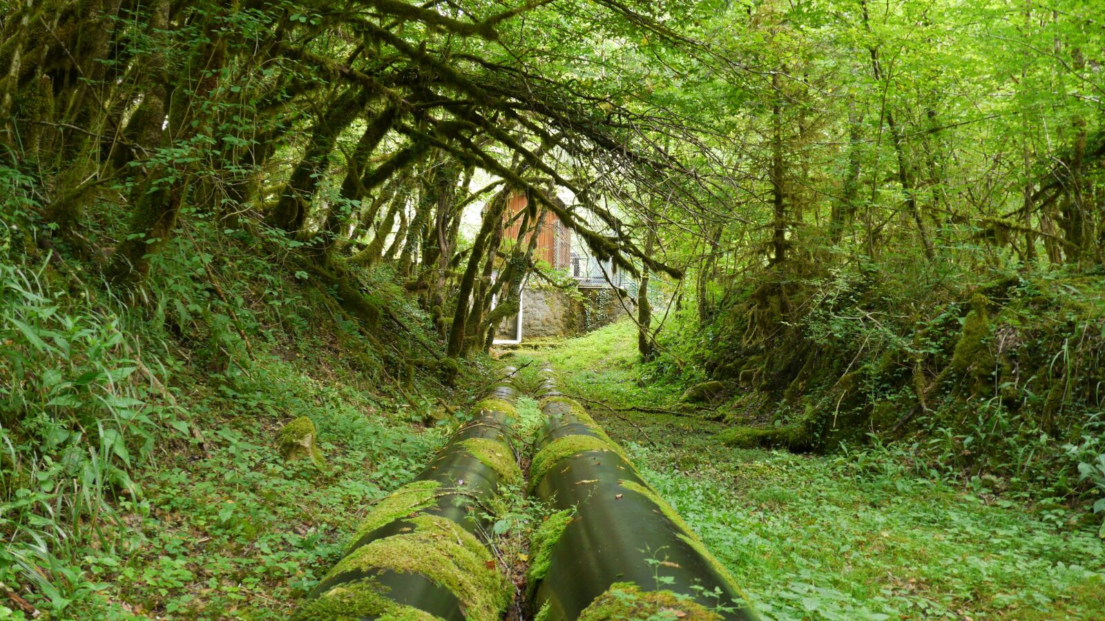 Panasonic Lumix DMC-GH3 sample photo. Hose, forest, tunnel photography