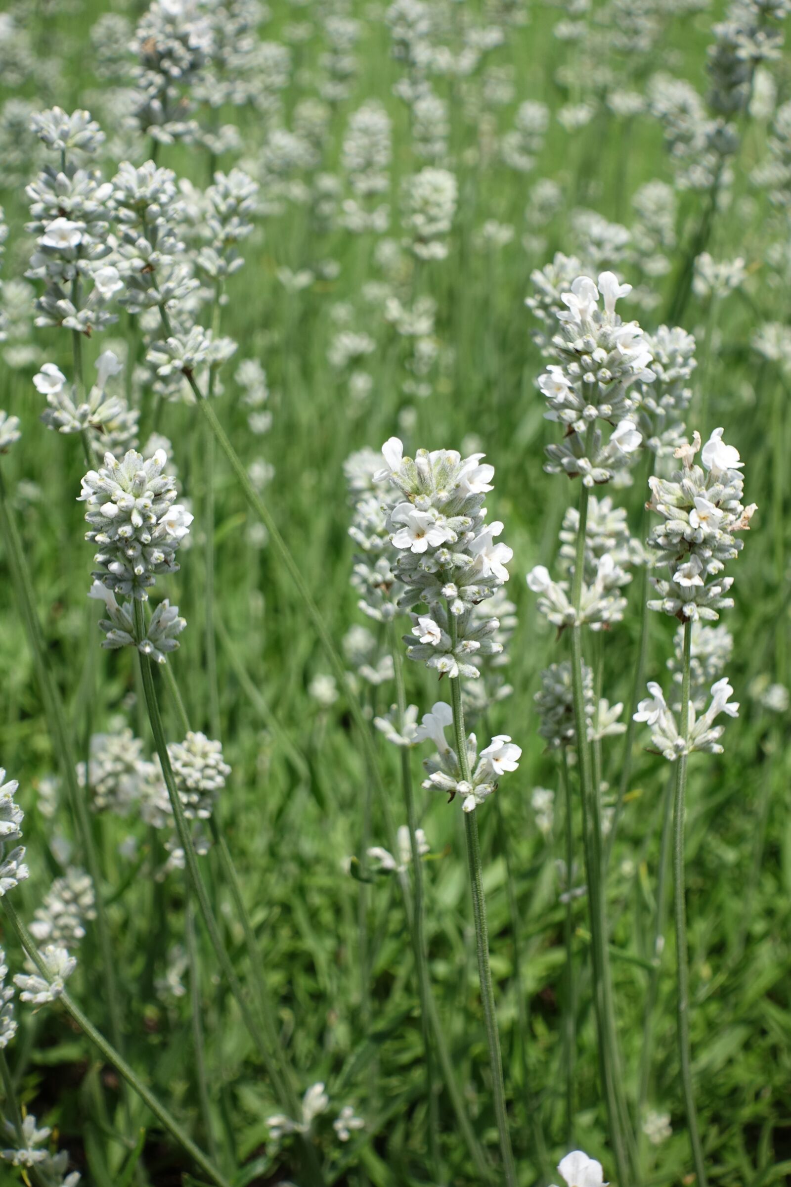 Sony Cyber-shot DSC-RX100 IV sample photo. Lavender, white lavender, flowers photography