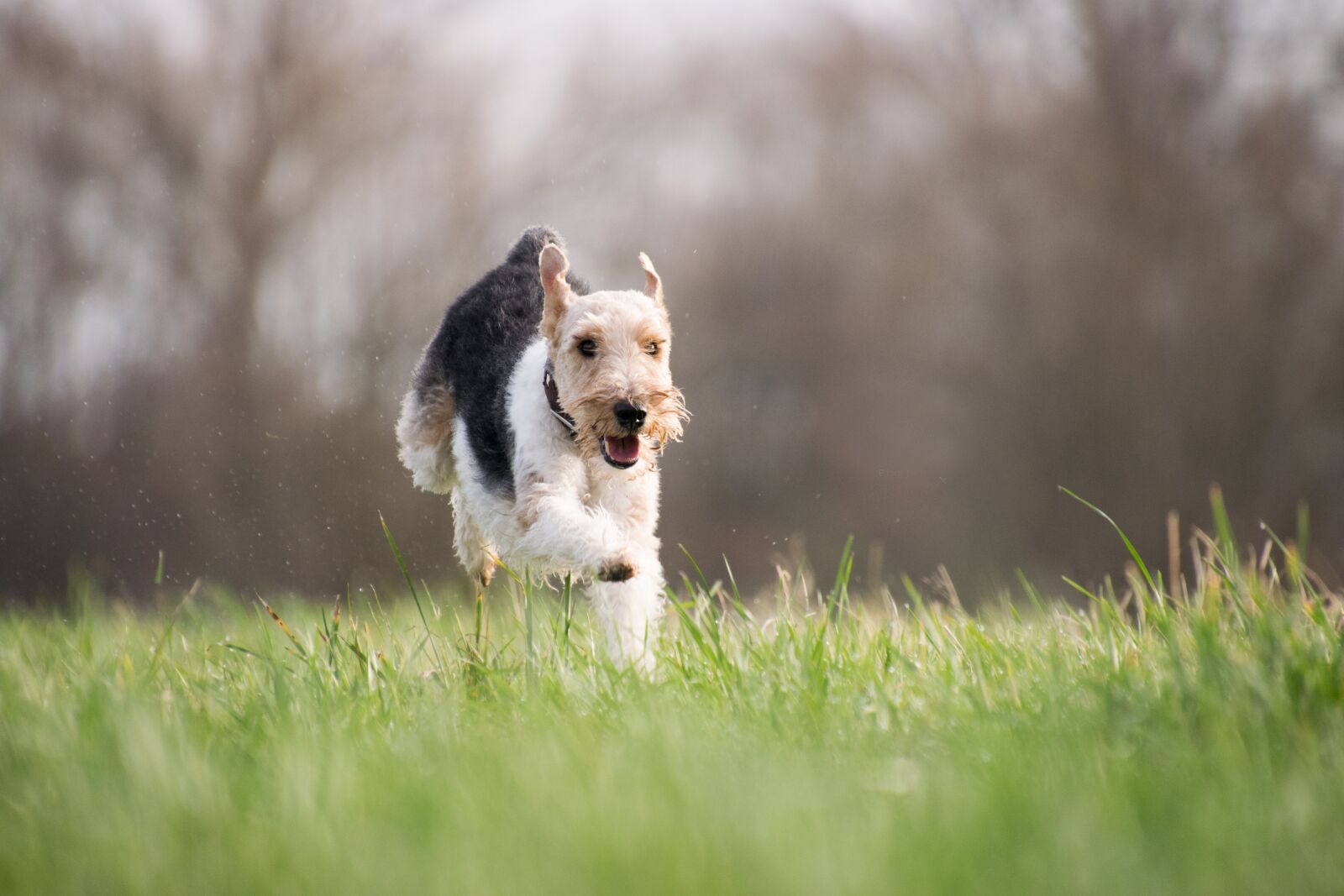 Nikon D3300 sample photo. Grass, dog, mammal photography