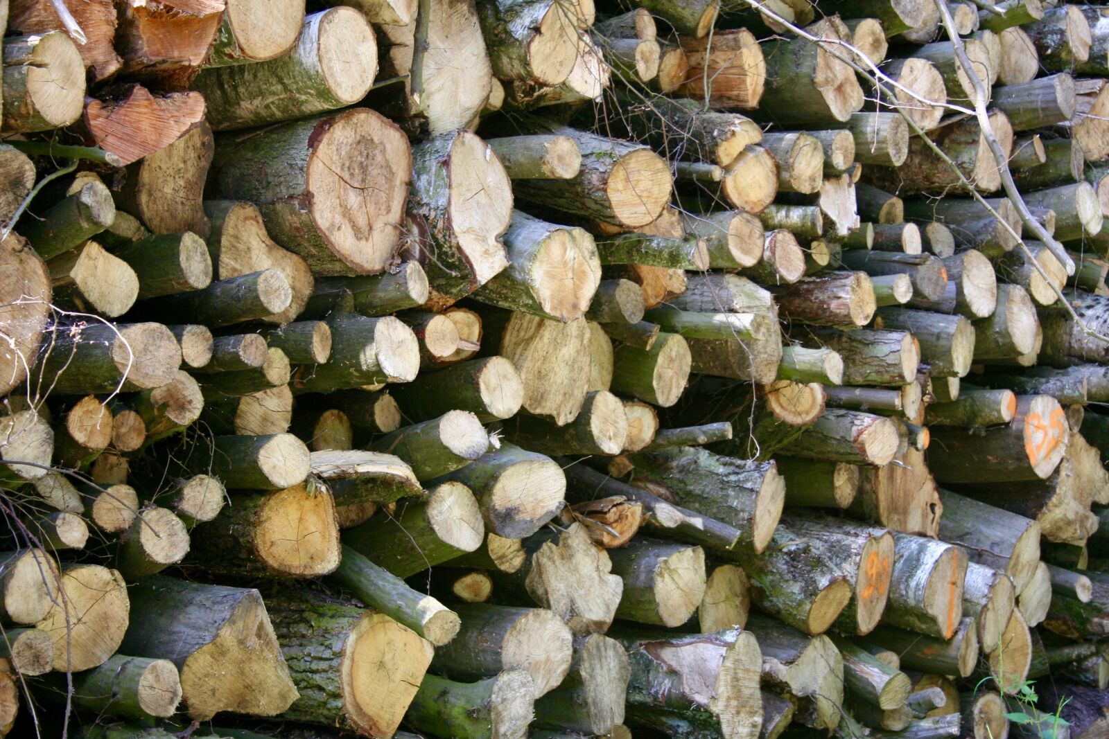 Canon EOS 350D (EOS Digital Rebel XT / EOS Kiss Digital N) sample photo. Wood, forest, wood pile photography