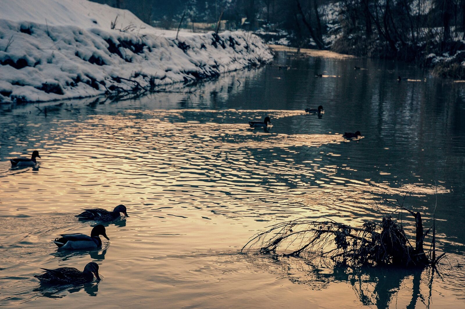 Nikon D70 sample photo. Ducks, birds, torrent photography