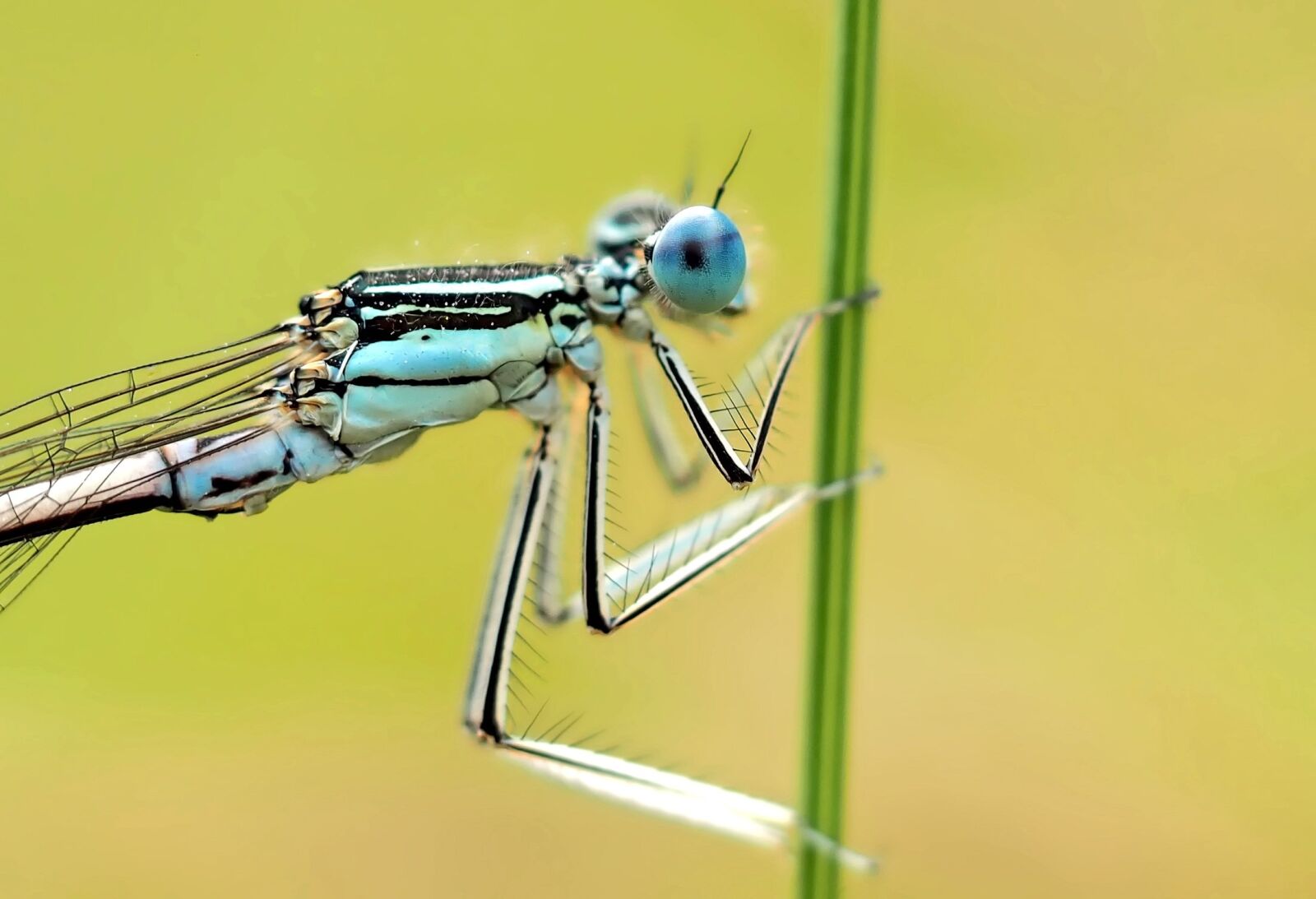 Olympus M.Zuiko Digital ED 60mm F2.8 Macro sample photo. Spring dragonfly, eye, small photography