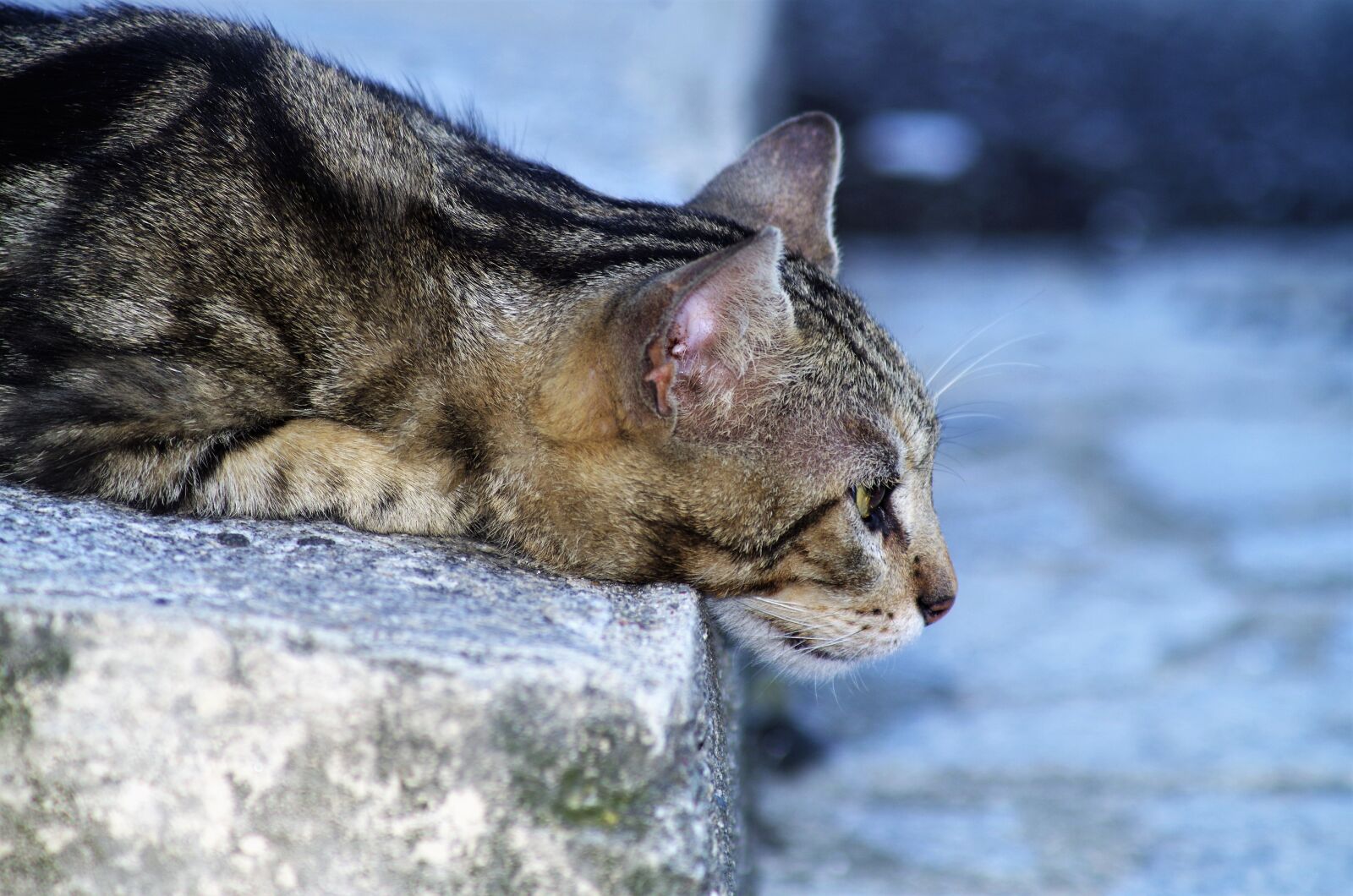 Pentax K-50 sample photo. Cat, cat european, calico photography